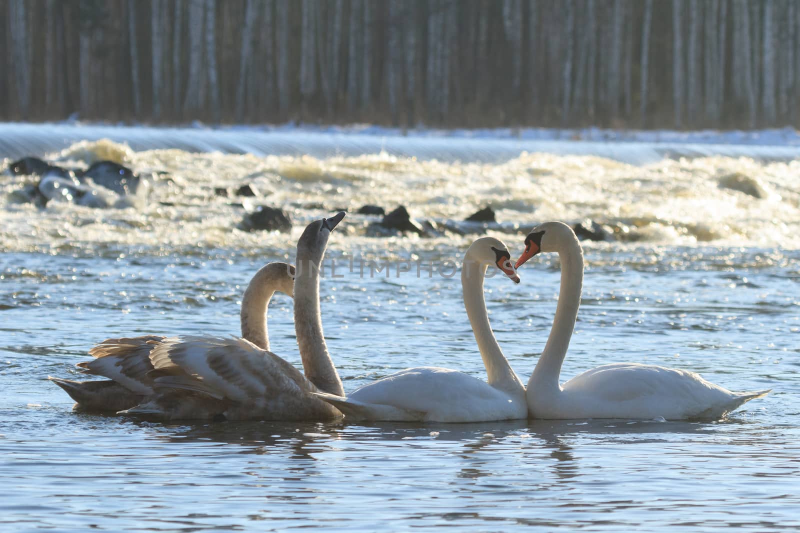 swan on blue lake water in sunny day, swans on pond, nature series