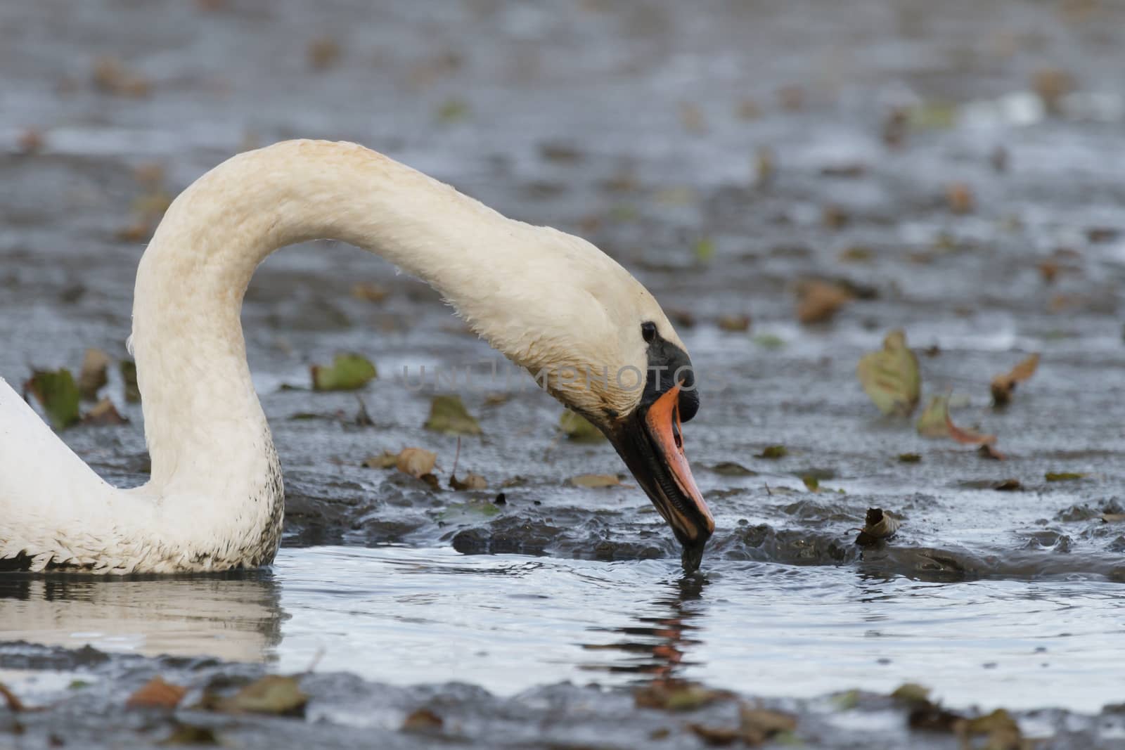 swan on blue lake water in sunny day, swans on pond, nature series