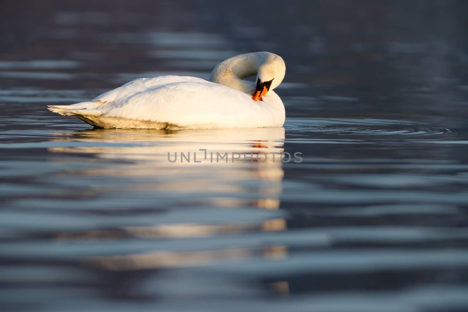 swan on blue lake water in sunny day, swans on pond, nature series