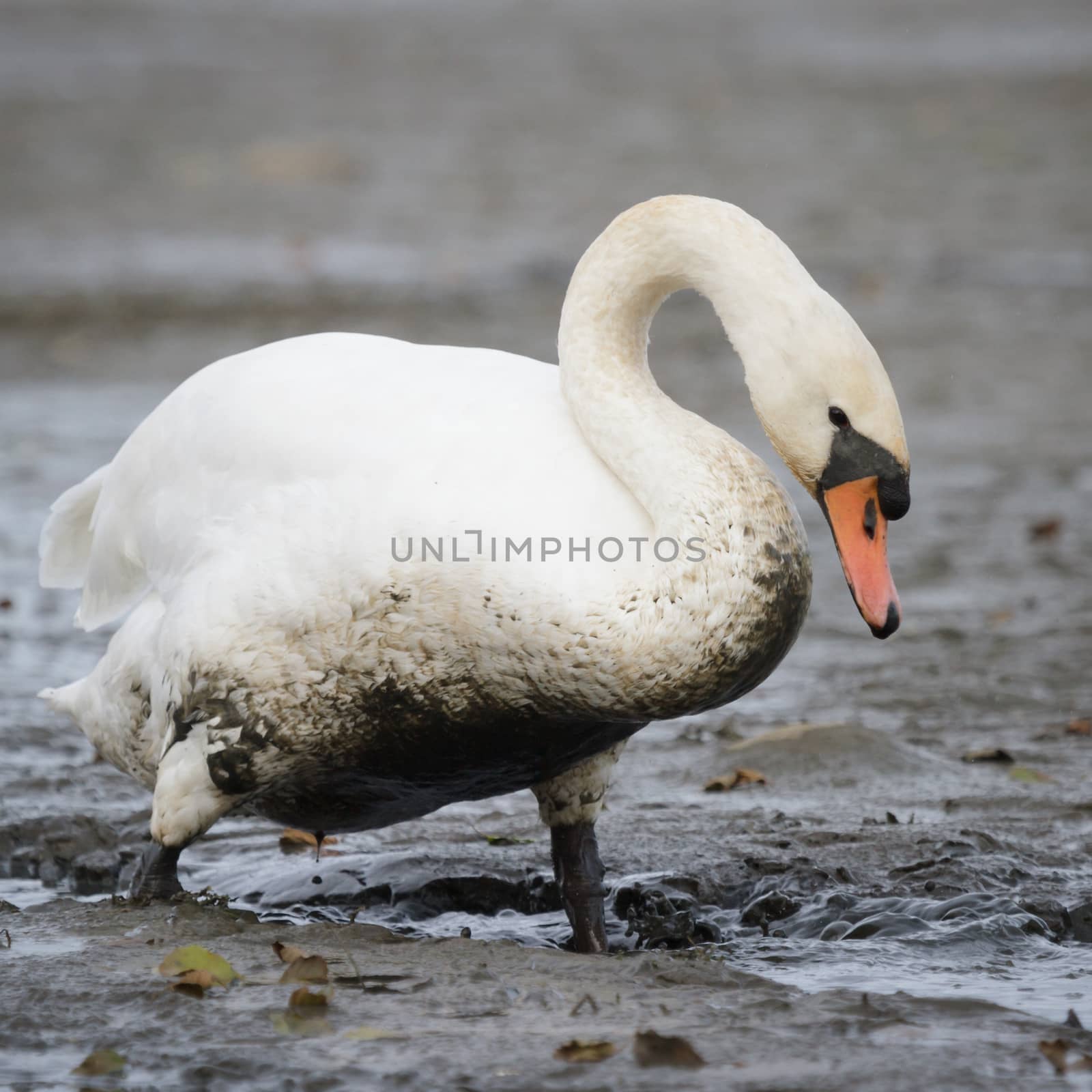 swan on blue lake water in sunny day, swans on pond, nature series