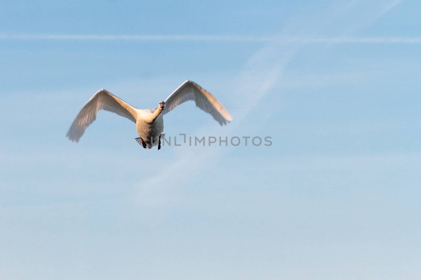 swan on blue lake water in sunny day, swans on pond, nature series