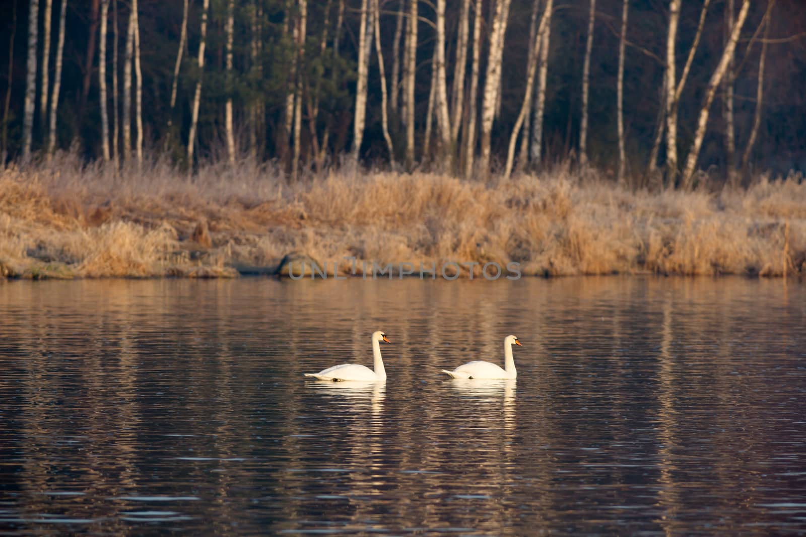 swan on blue lake water in sunny day, swans on pond, nature series