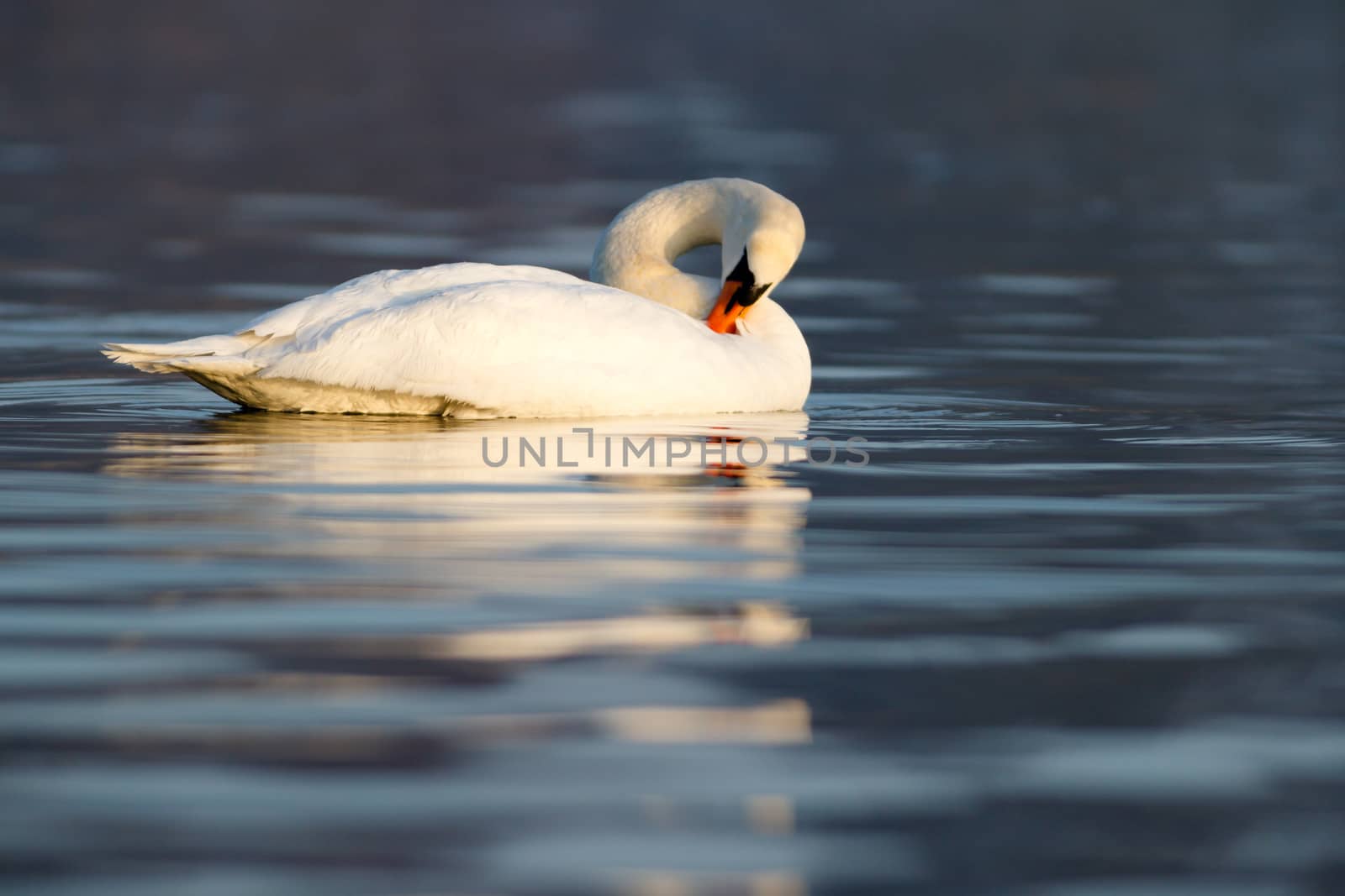 swan on blue lake water in sunny day, swans on pond, nature series