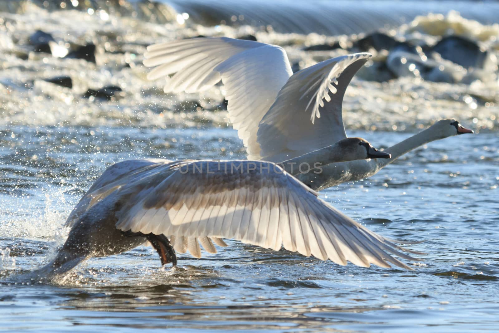 swan on blue lake water in sunny day, swans on pond, nature series