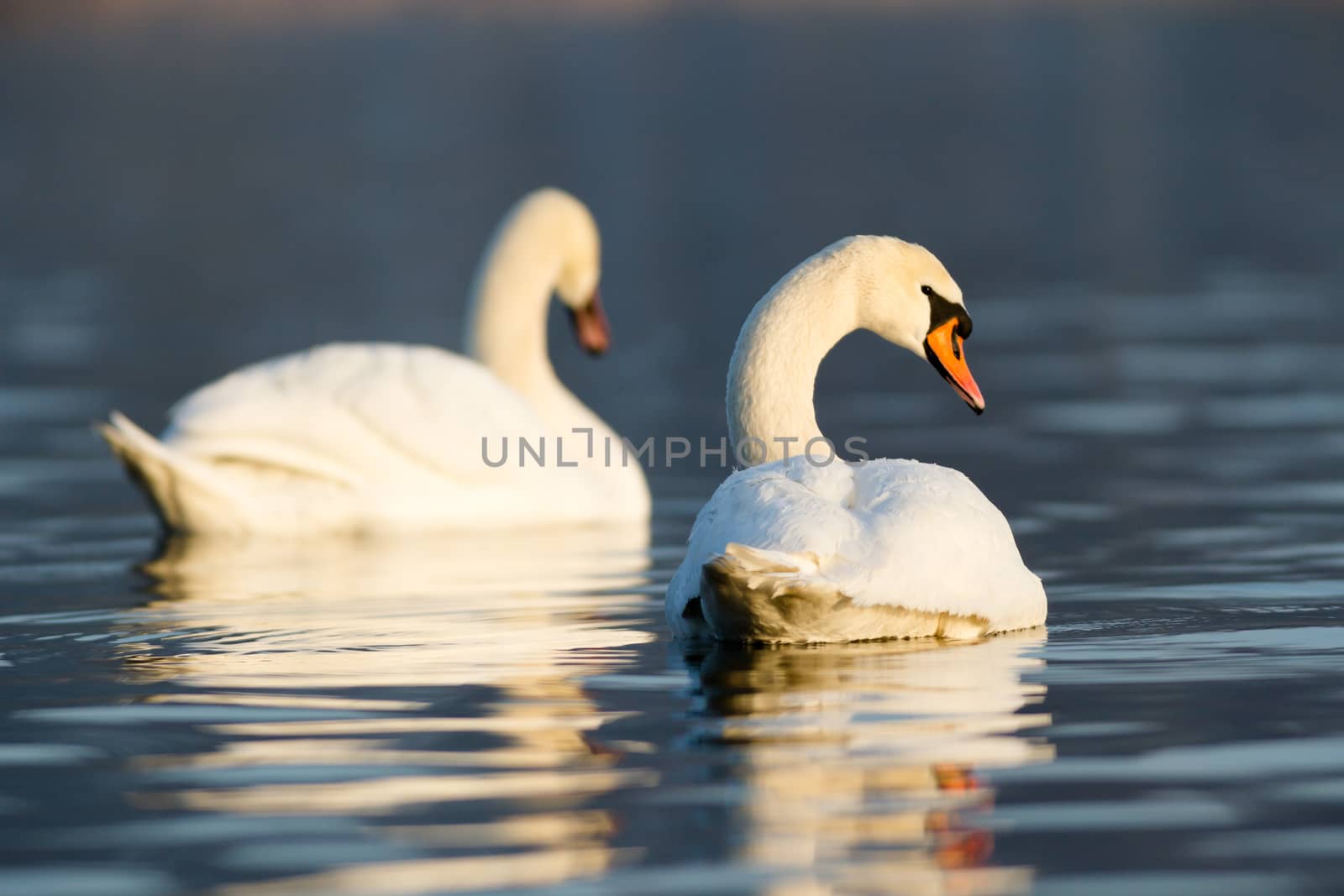 swan on blue lake water in sunny day, swans on pond, nature series