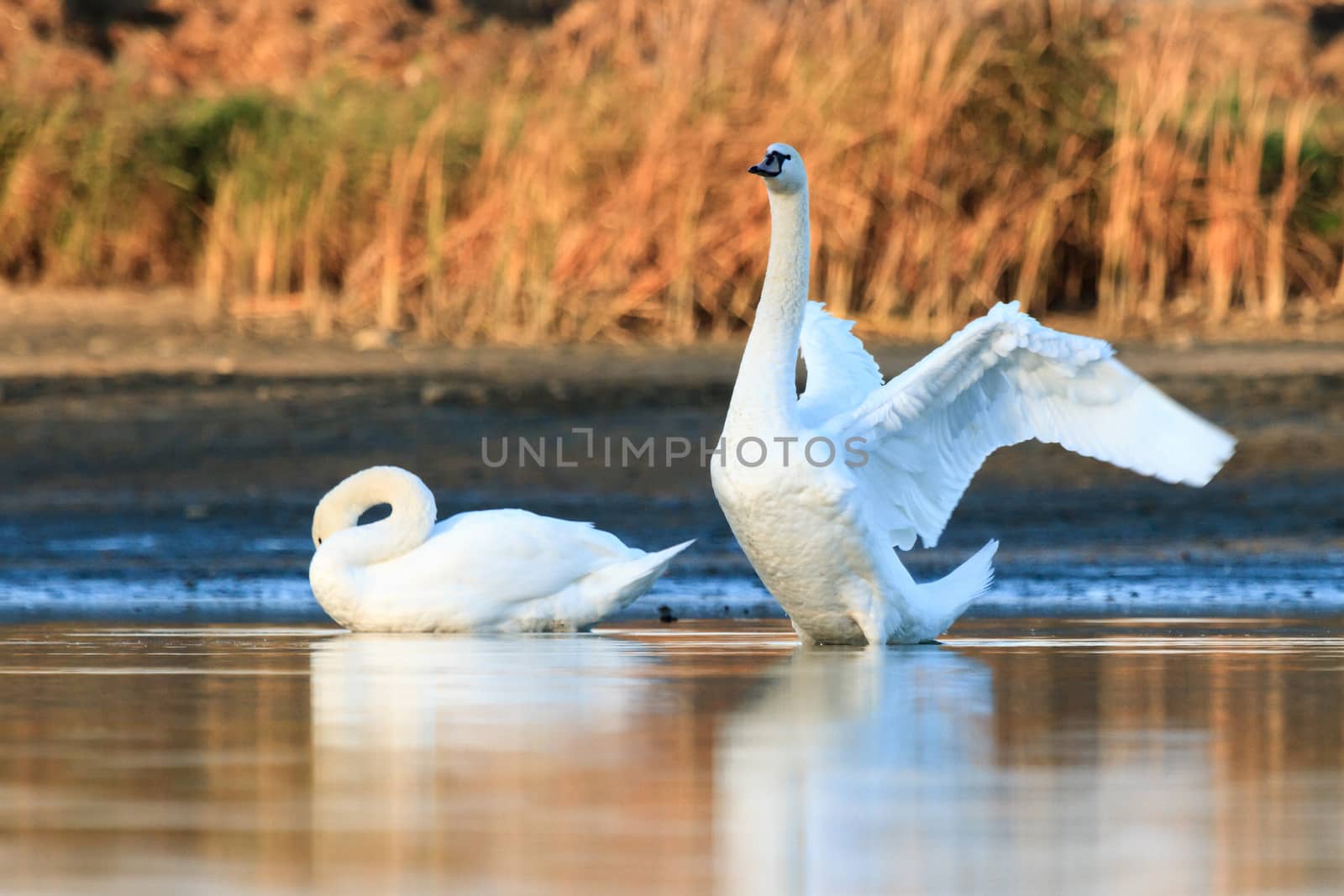 swan on blue lake water in sunny day, swans on pond, nature series