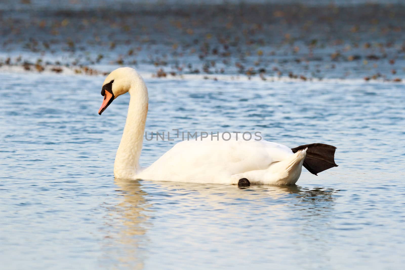 swan on blue lake water in sunny day, swans on pond, nature series