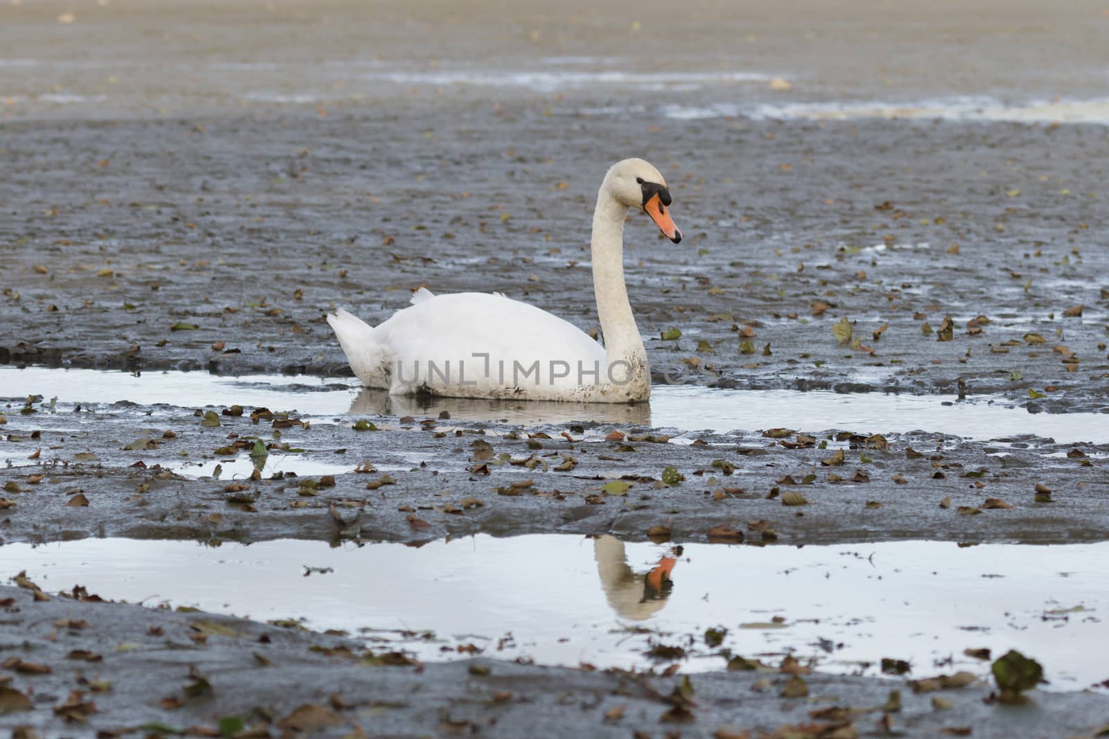 swan on blue lake water in sunny day, swans on pond, nature series