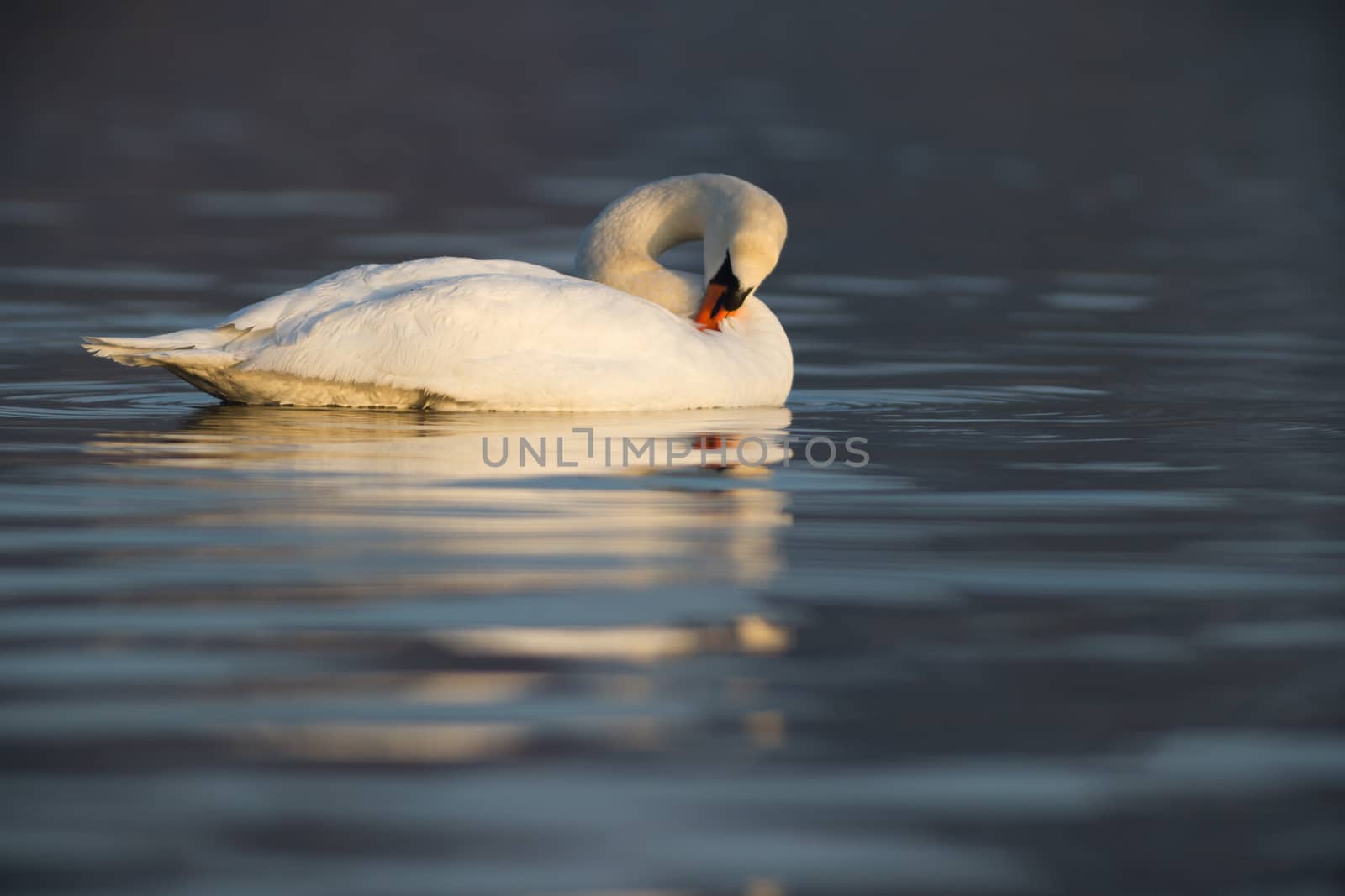 swan on blue lake water in sunny day, swans on pond, nature series