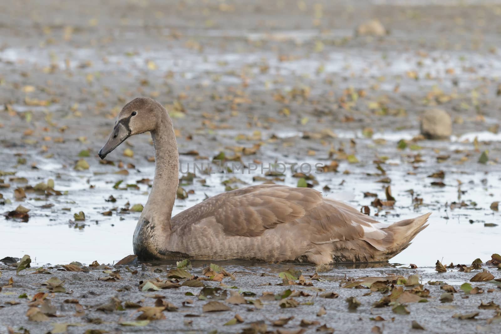 swan on blue lake water in sunny day, swans on pond, nature series