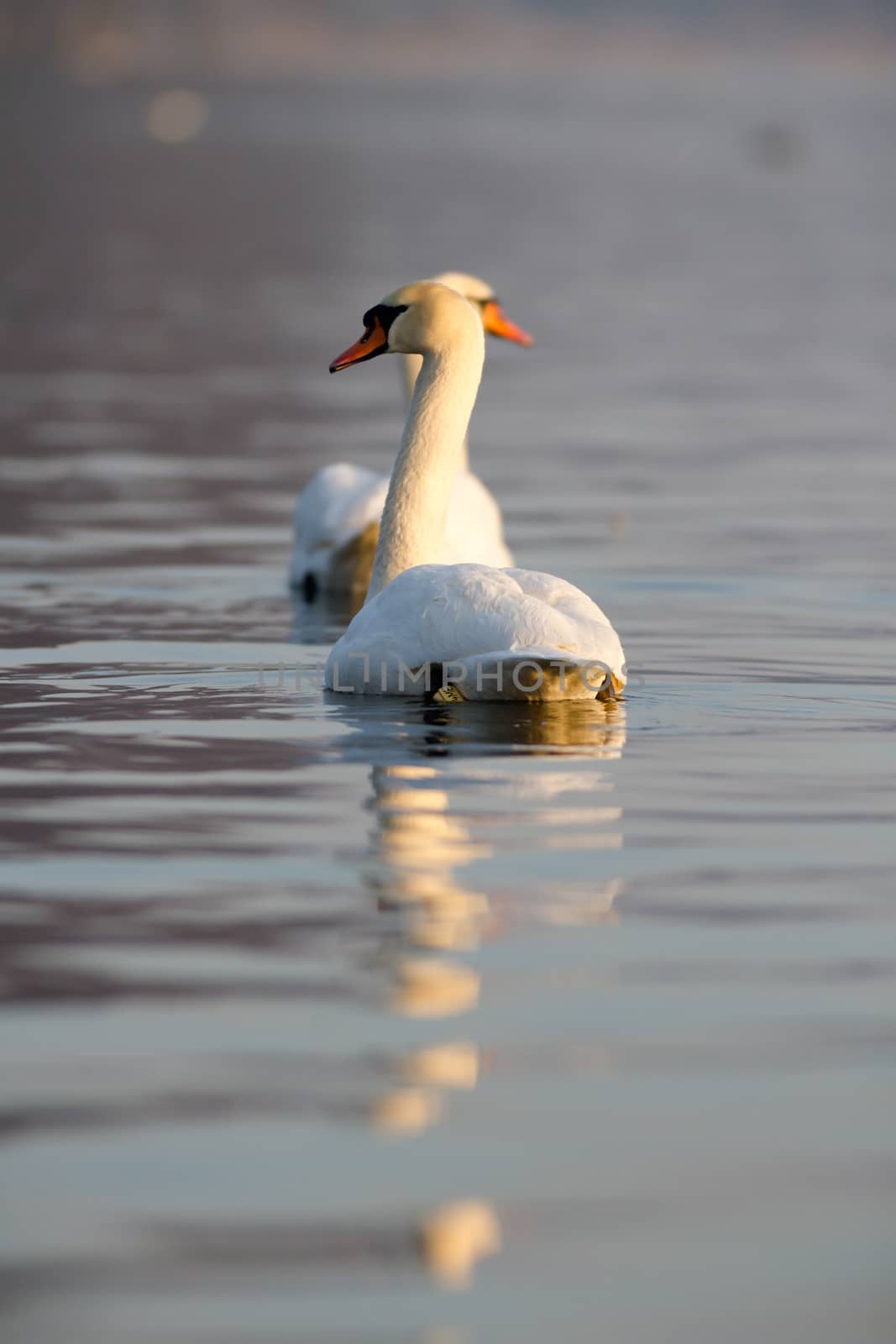 swan on blue lake water in sunny day, swans on pond, nature series