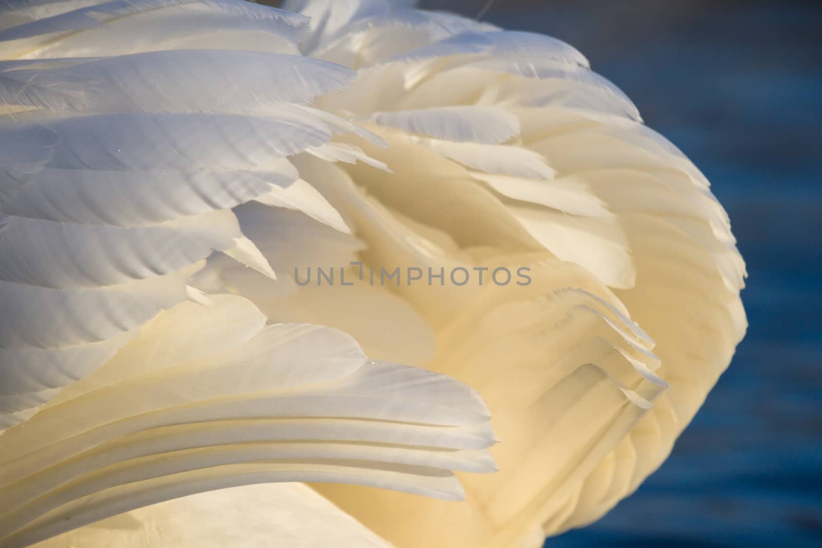 swan on blue lake water in sunny day, swans on pond, nature series