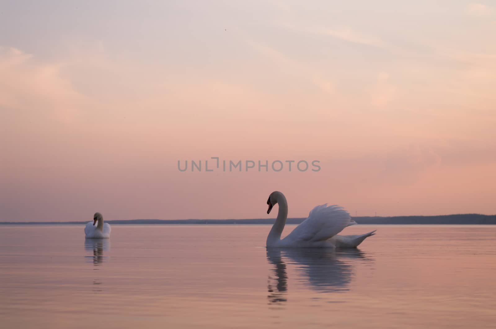 swan on lake water in sunny day, swans on pond, nature series