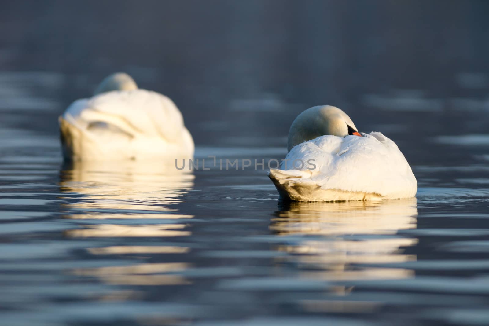 swan on blue lake water in sunny day, swans on pond, nature series