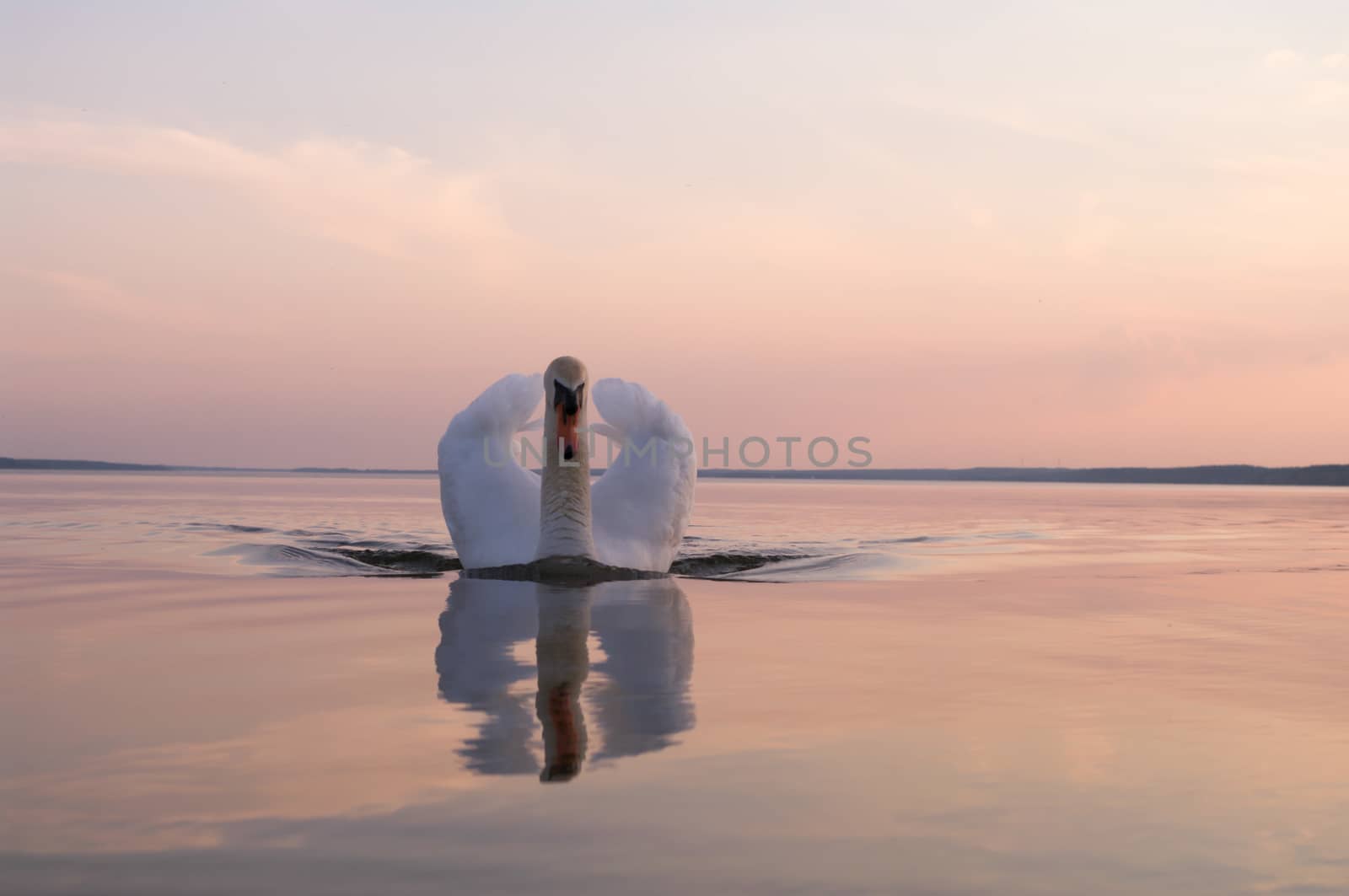 swan on lake water in sunny day, swans on pond, nature series