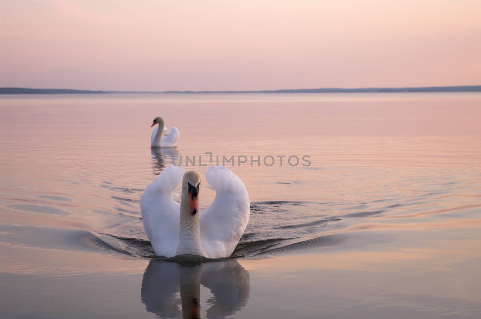 swan on lake water in sunny day, swans on pond, nature series