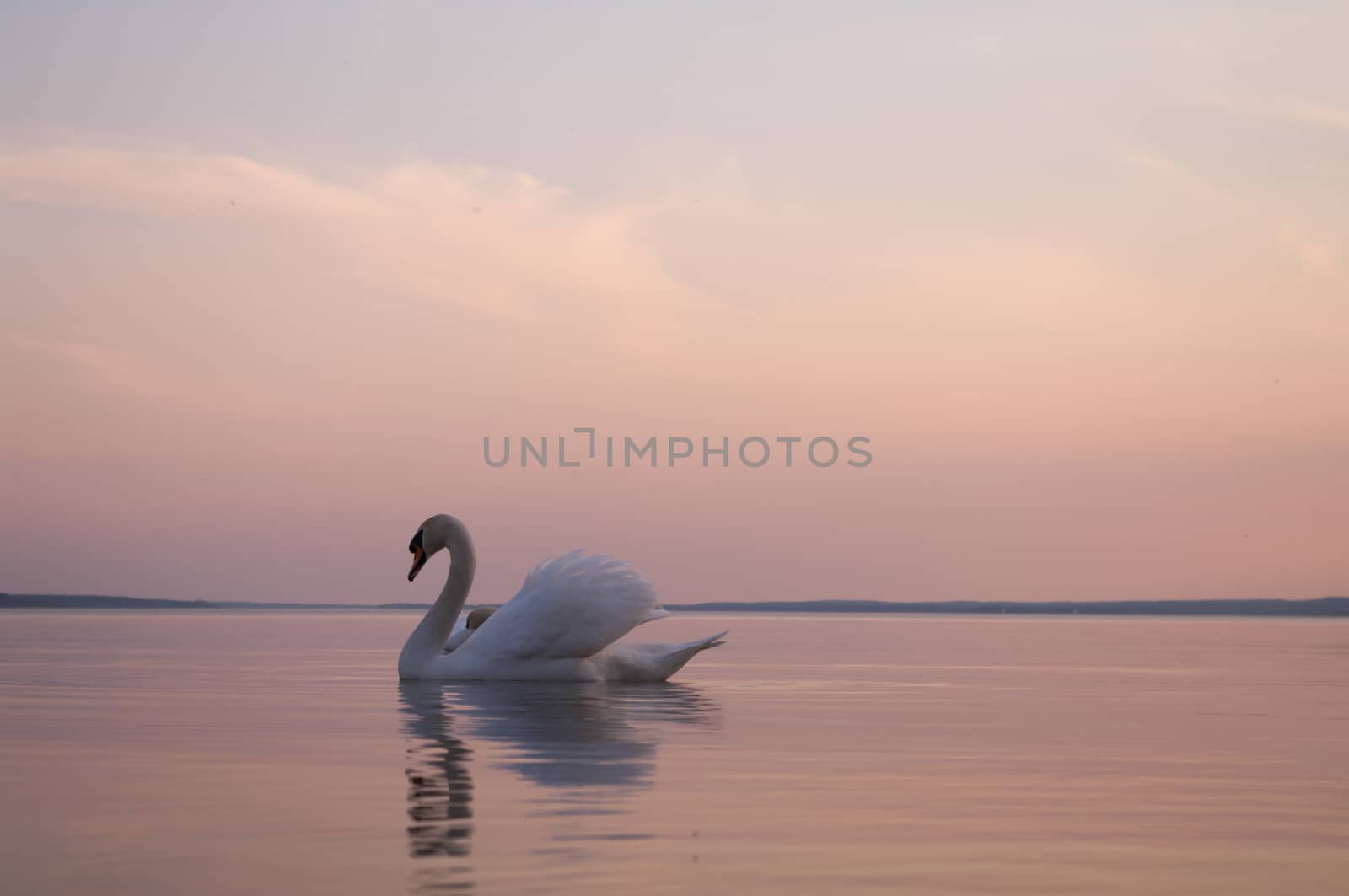 swan on lake water in sunny day, swans on pond, nature series