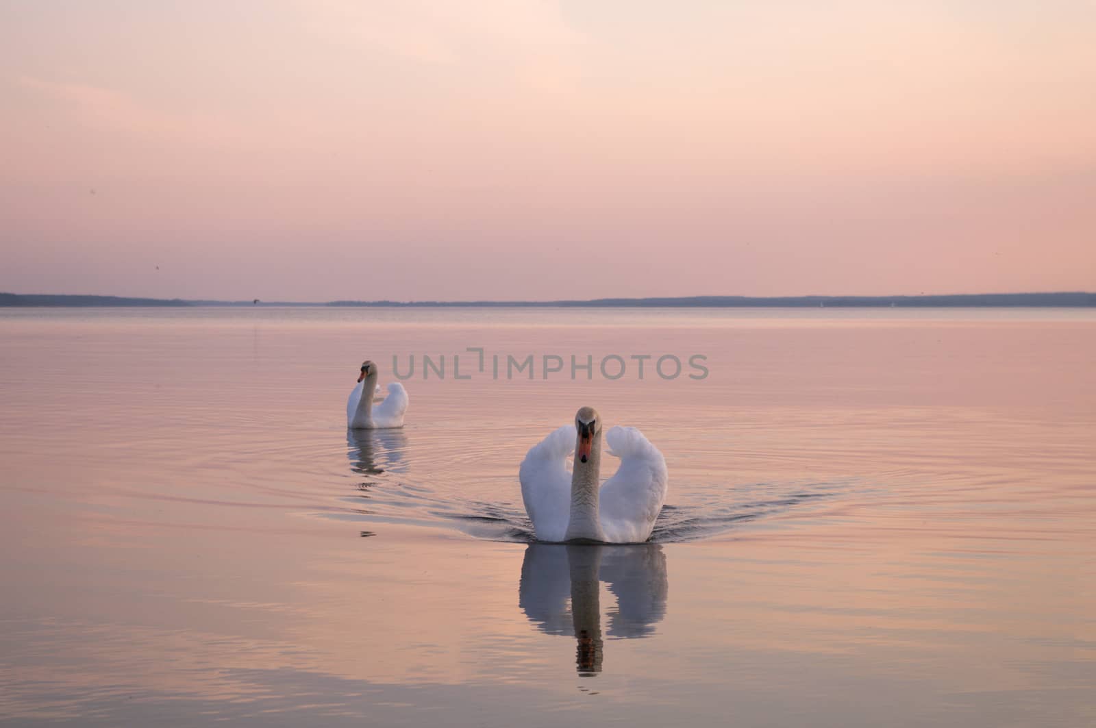 swan on lake water in sunny day, swans on pond, nature series