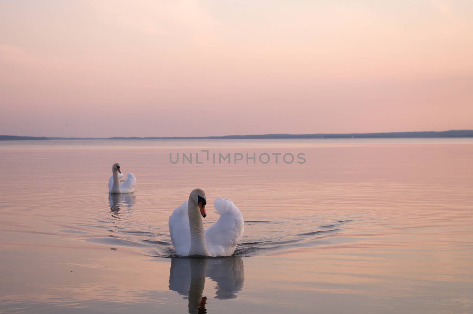 swan on lake water in sunny day, swans on pond, nature series