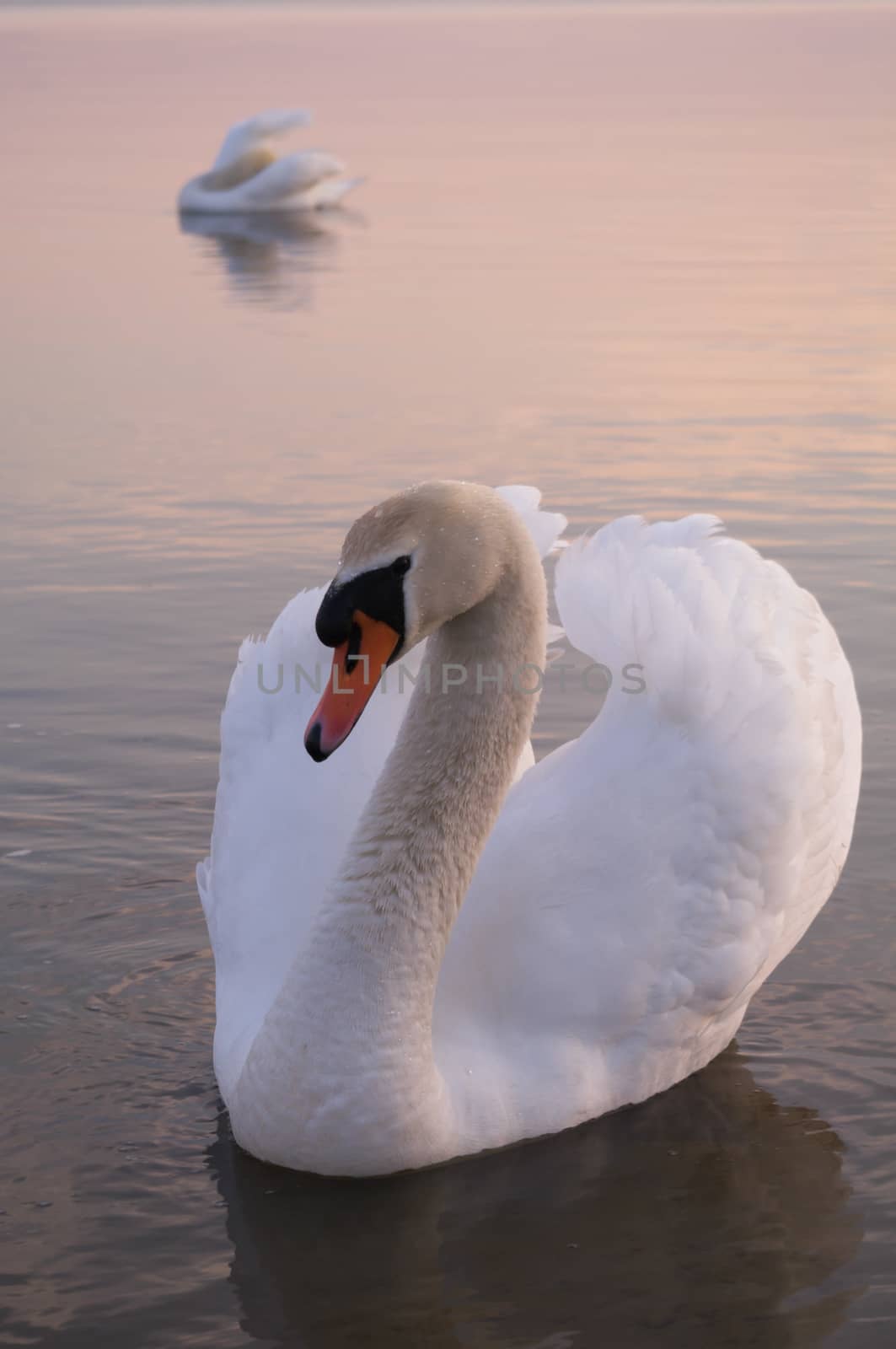 swan by TSpider