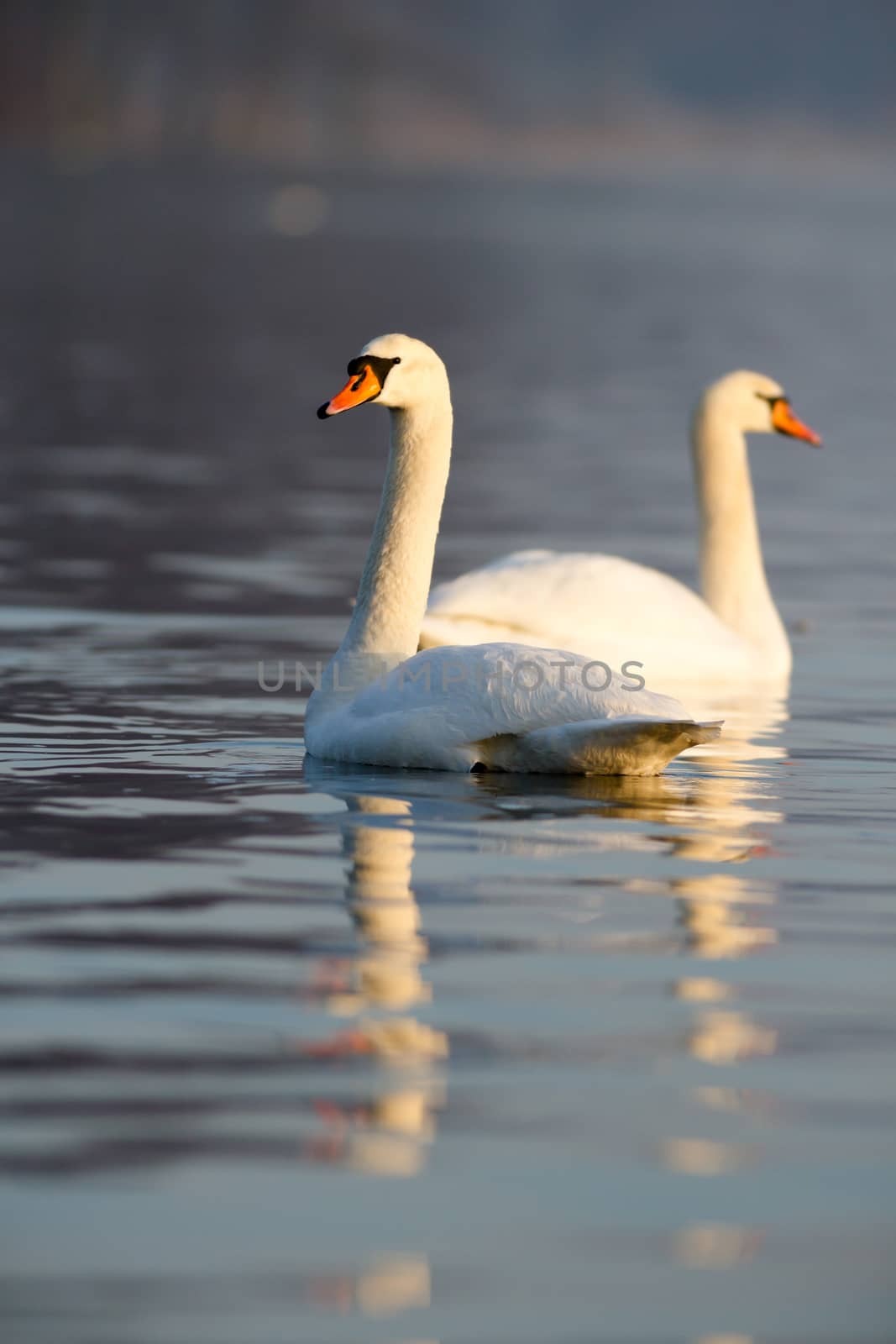 swan on blue lake water in sunny day, swans on pond, nature series
