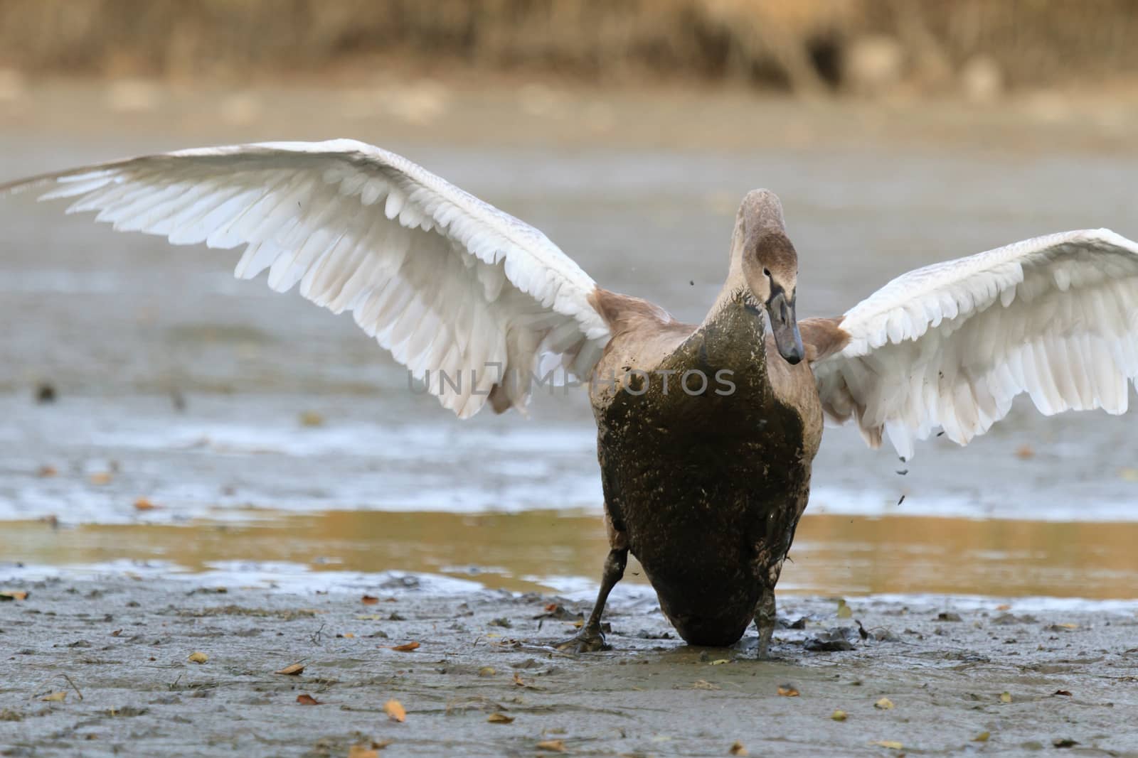 swan on blue lake water in sunny day, swans on pond, nature series