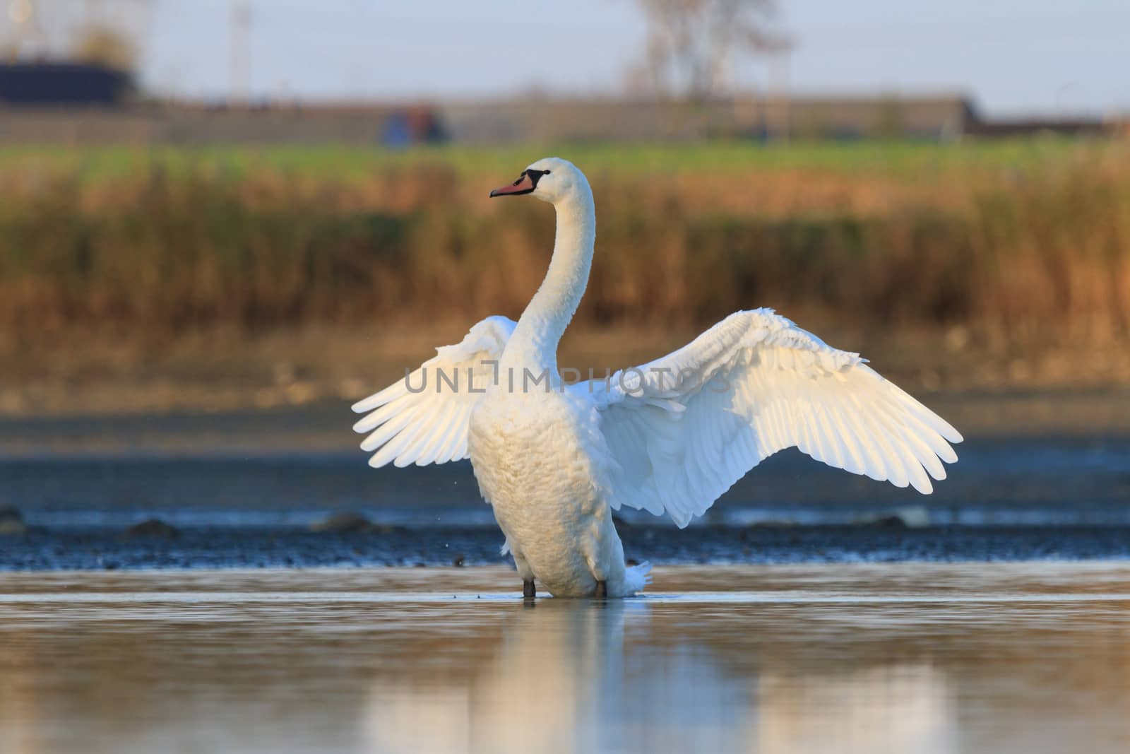 swan on blue lake water in sunny day, swans on pond, nature series