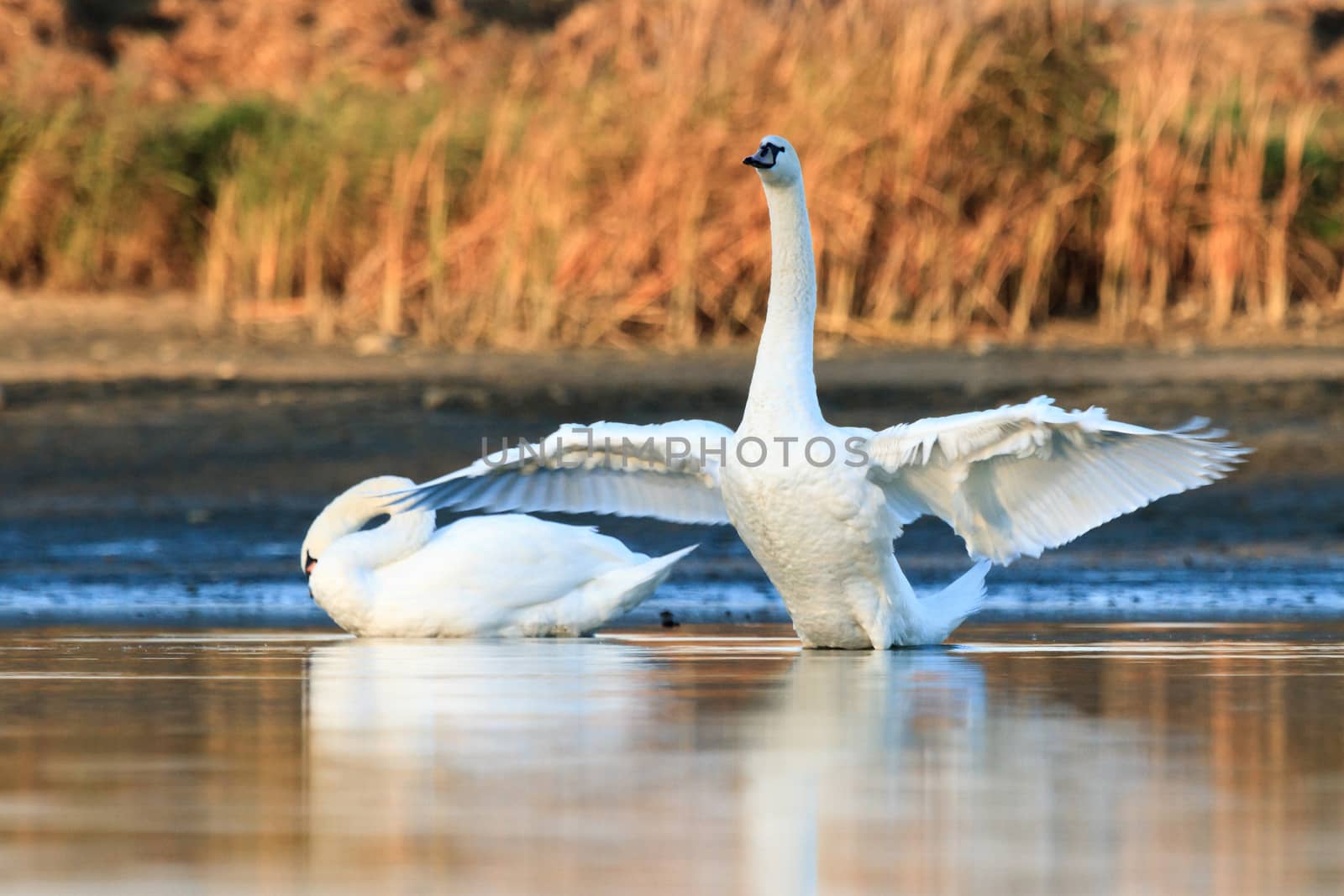 swan on blue lake water in sunny day, swans on pond, nature series