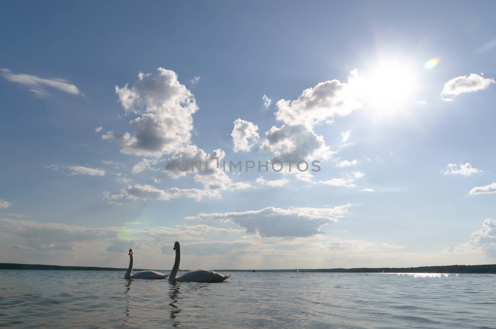 swan on blue lake water in sunny day, swans on pond, nature series