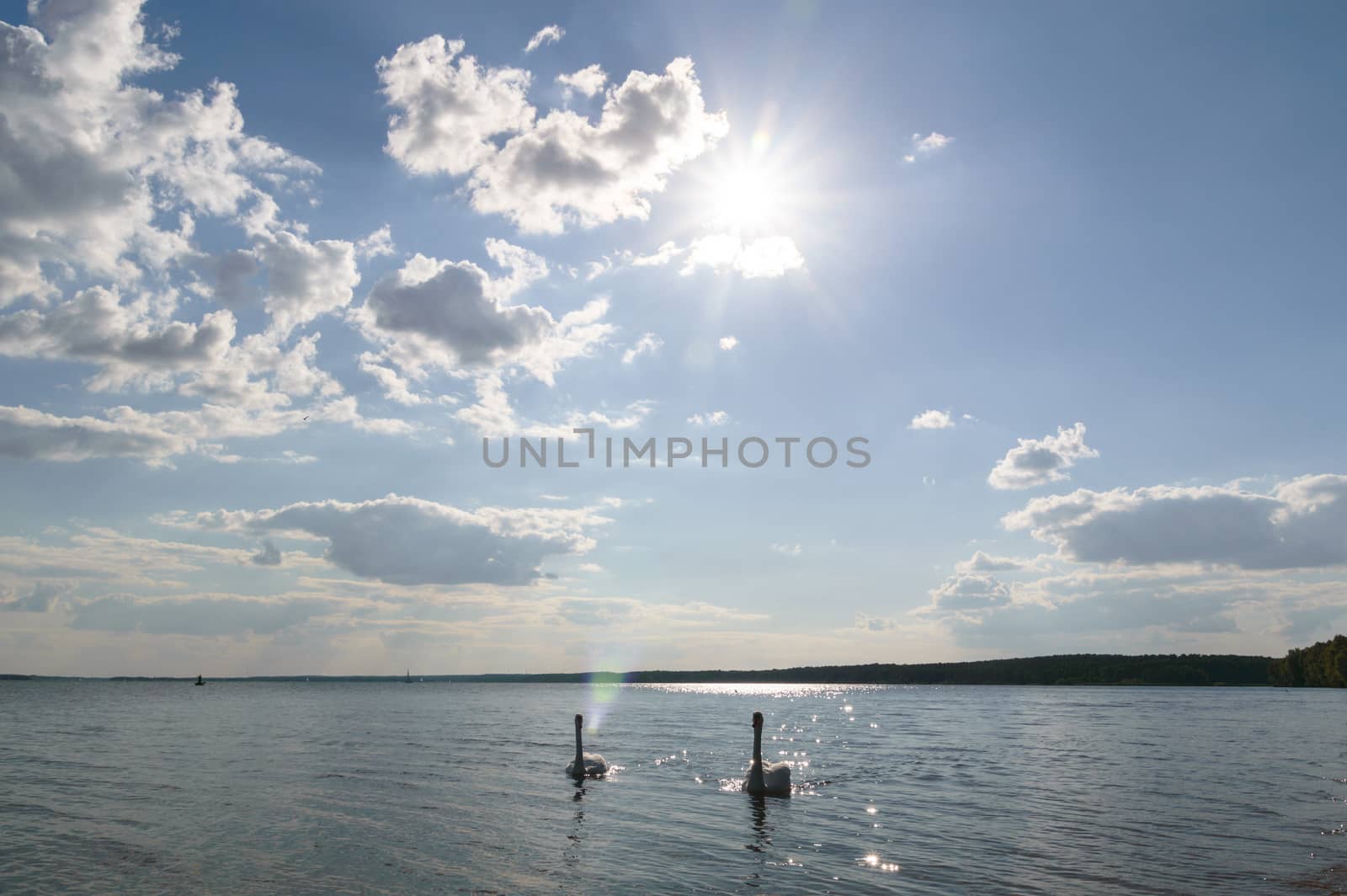 swan on blue lake water in sunny day, swans on pond, nature series