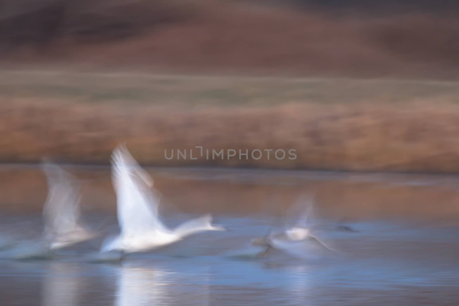 swan on blue lake water in sunny day, swans on pond, nature series