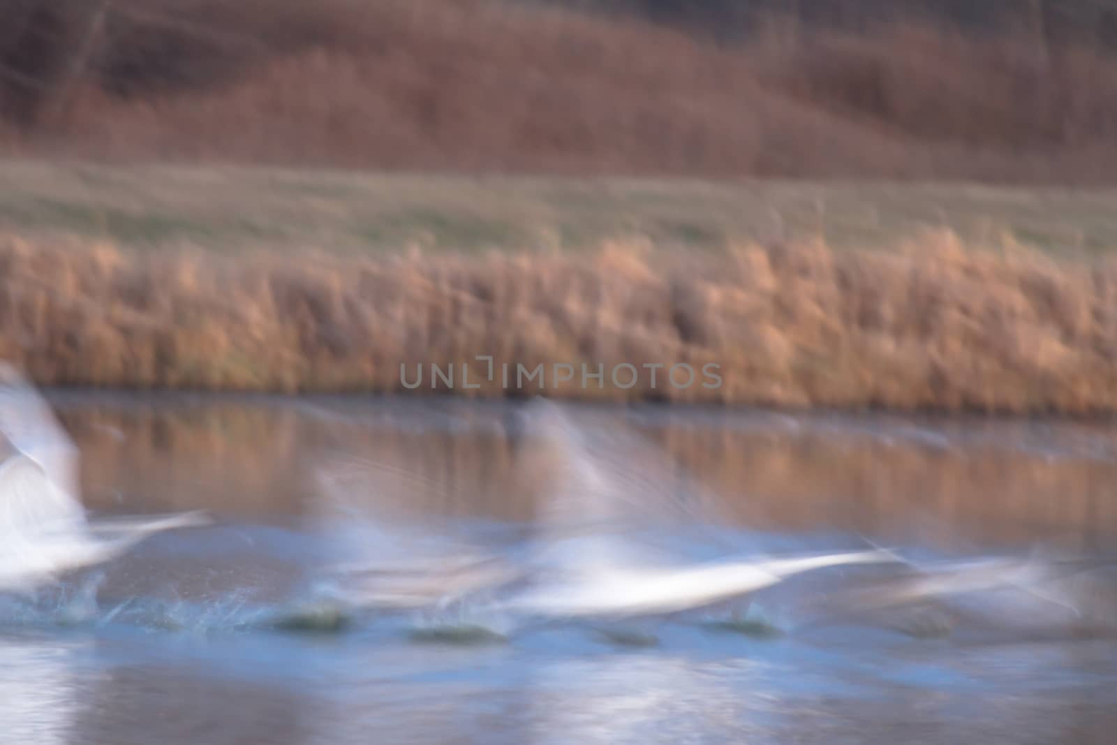 swan on blue lake water in sunny day, swans on pond, nature series