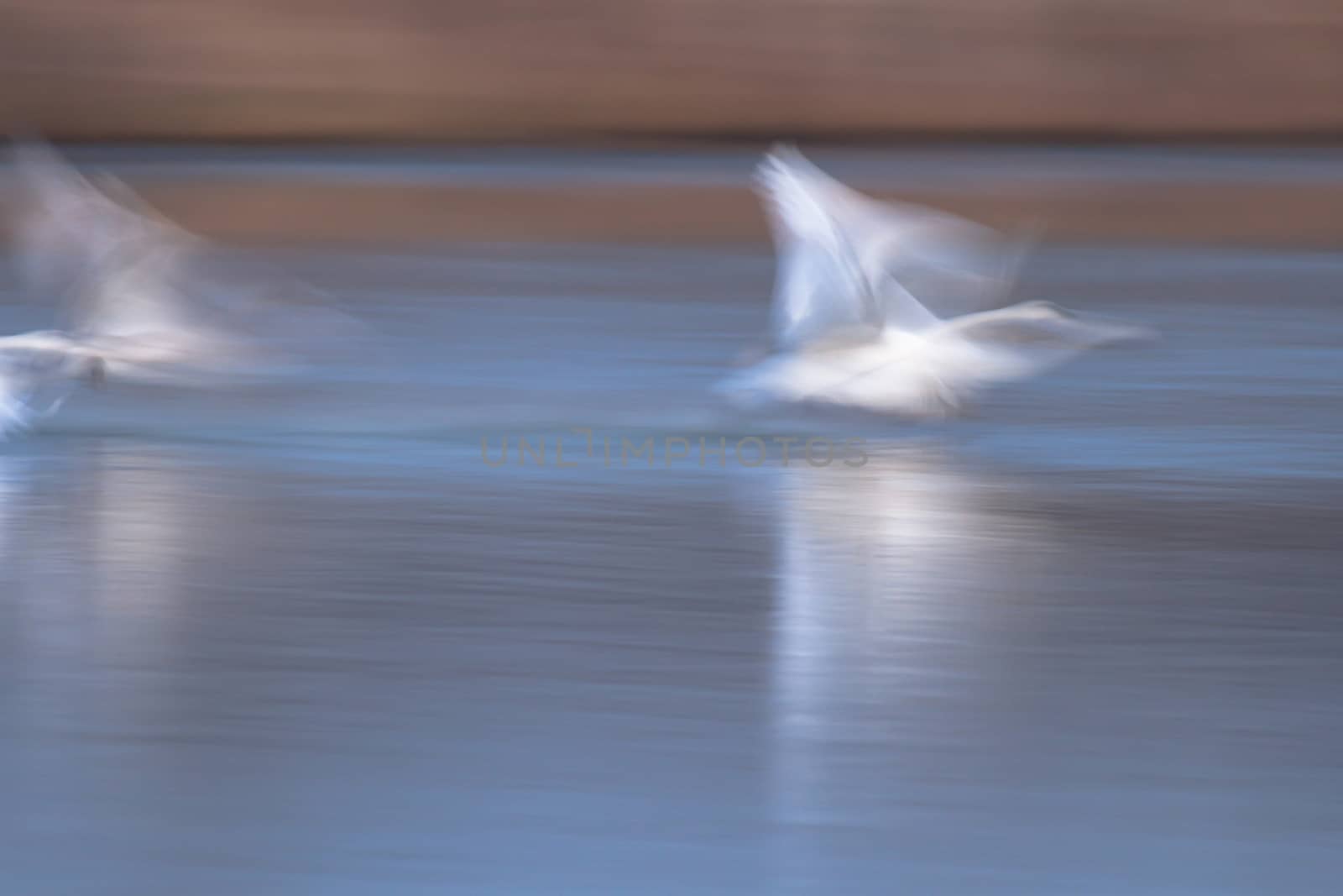 swan on blue lake water in sunny day, swans on pond, nature series