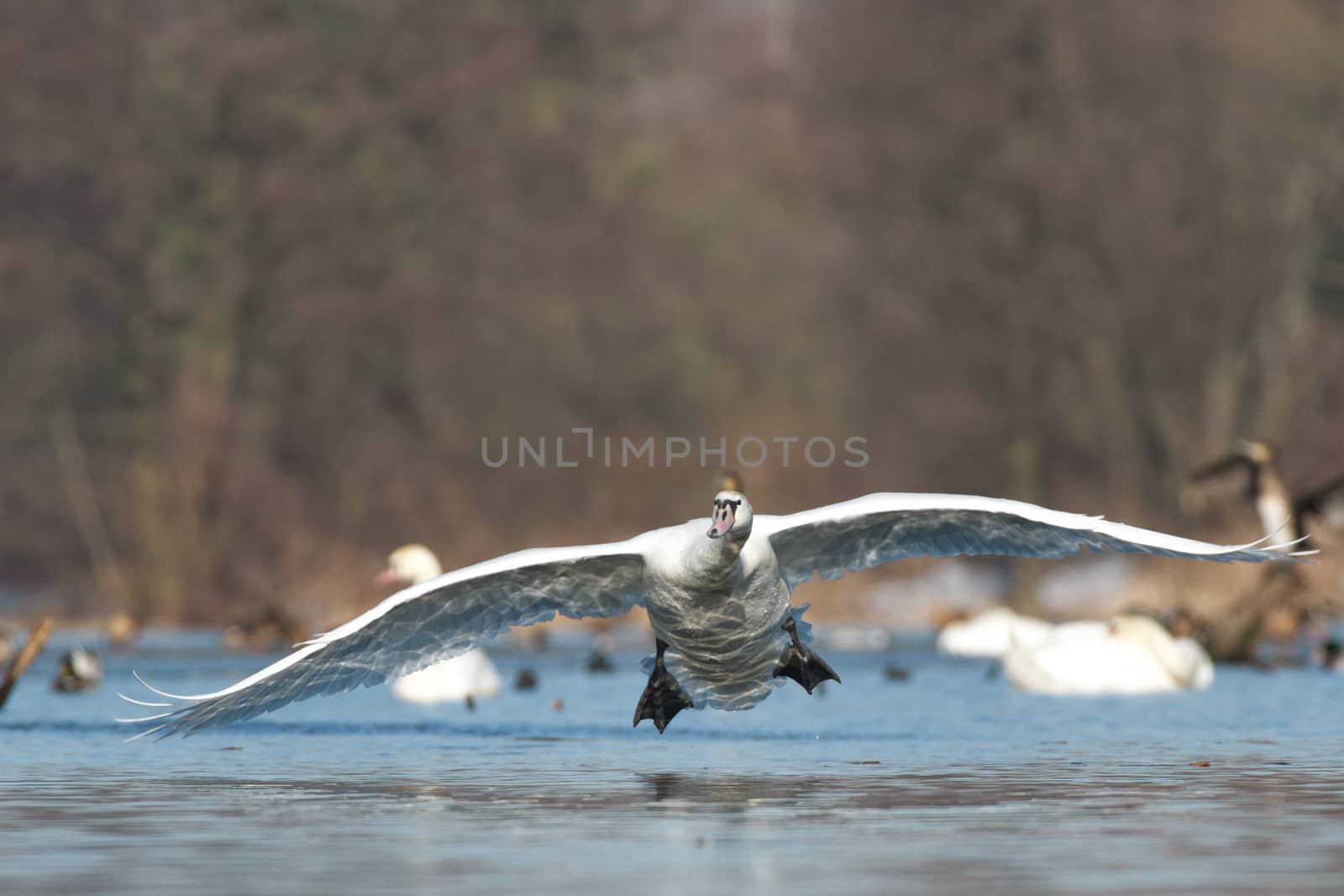 swan on blue lake water in sunny day, swans on pond, nature series