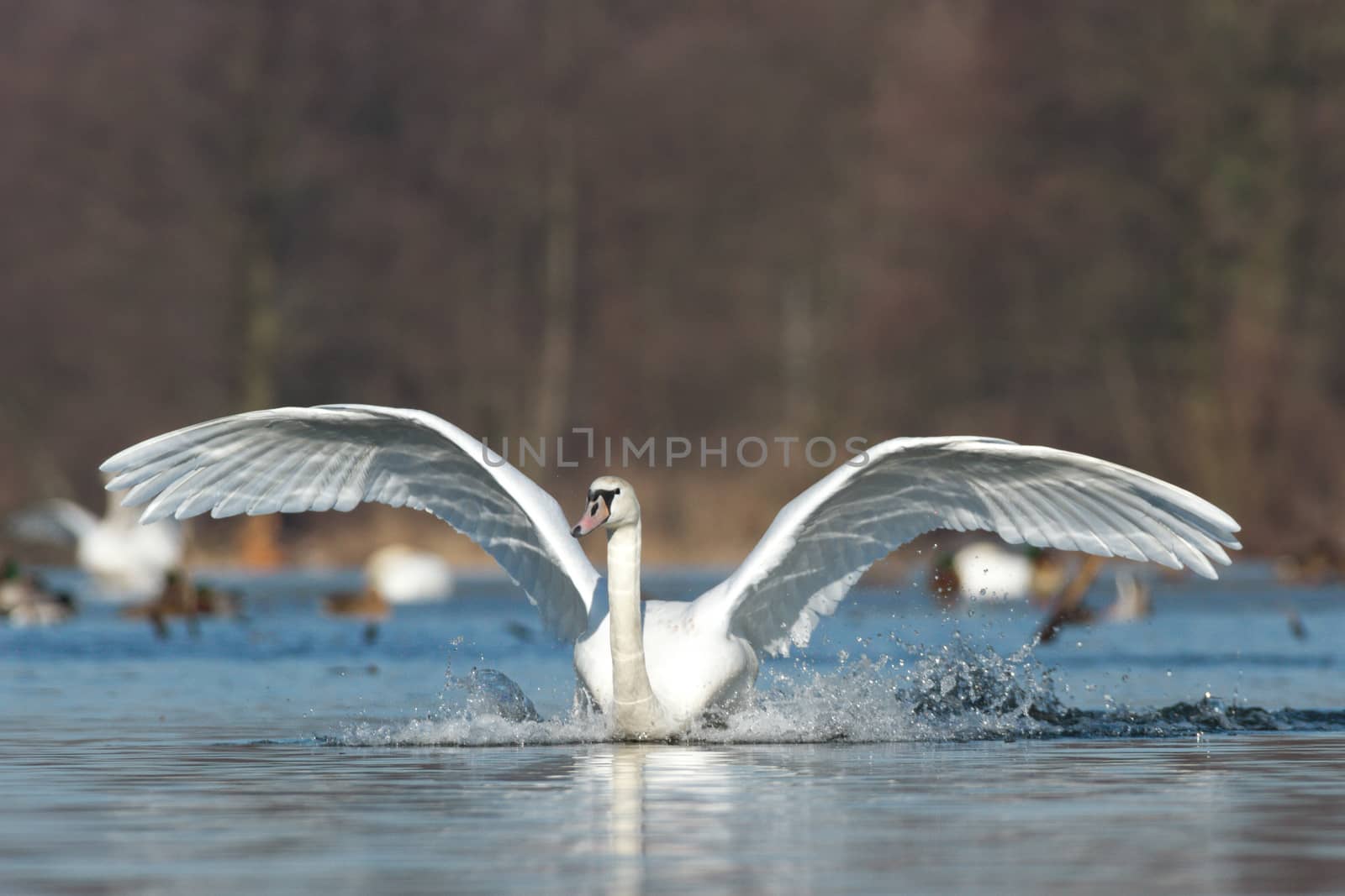 swan on blue lake water in sunny day, swans on pond, nature series