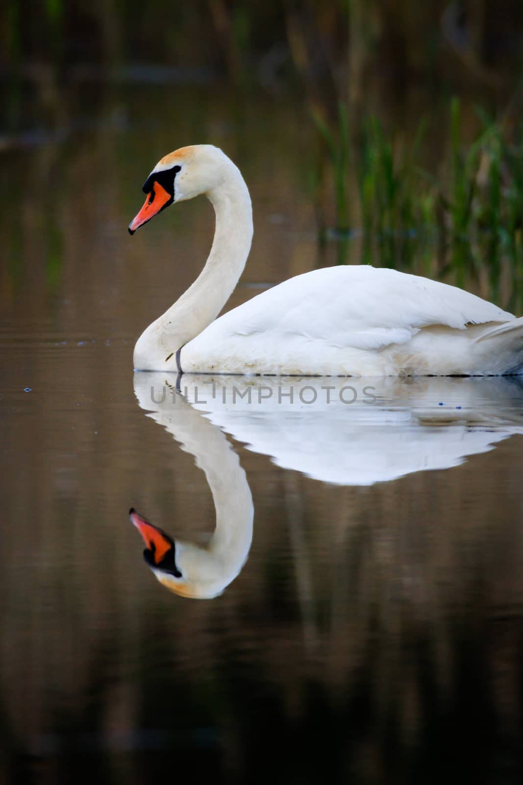 swan on blue lake water in sunny day, swans on pond, nature series