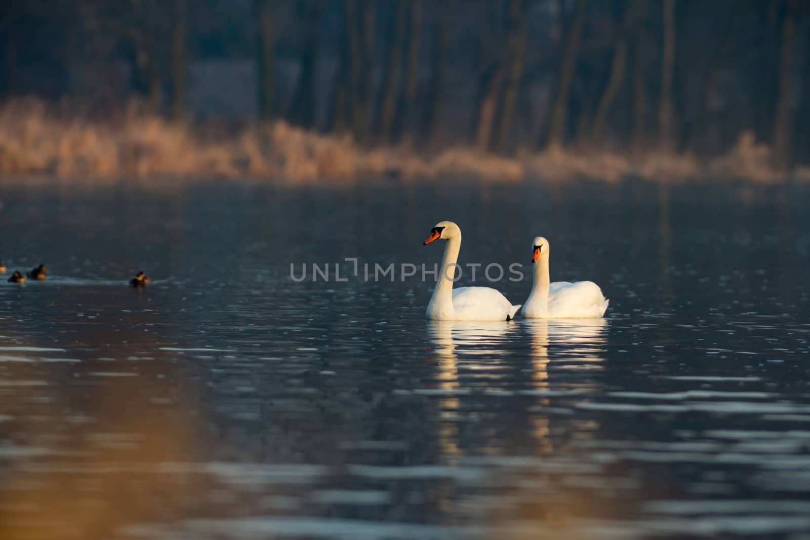 swan on blue lake water in sunny day, swans on pond, nature series