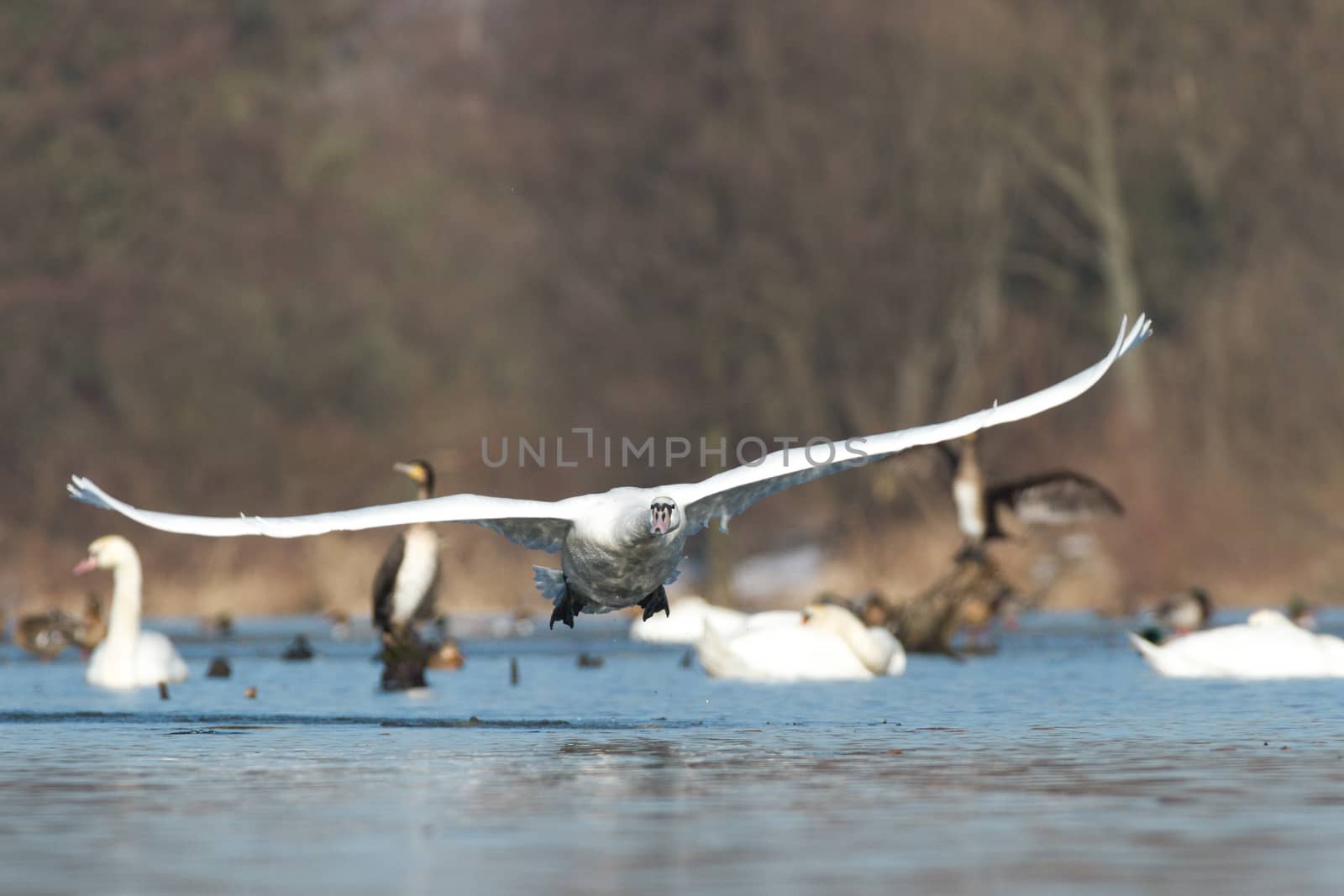 swan on blue lake water in sunny day, swans on pond, nature series