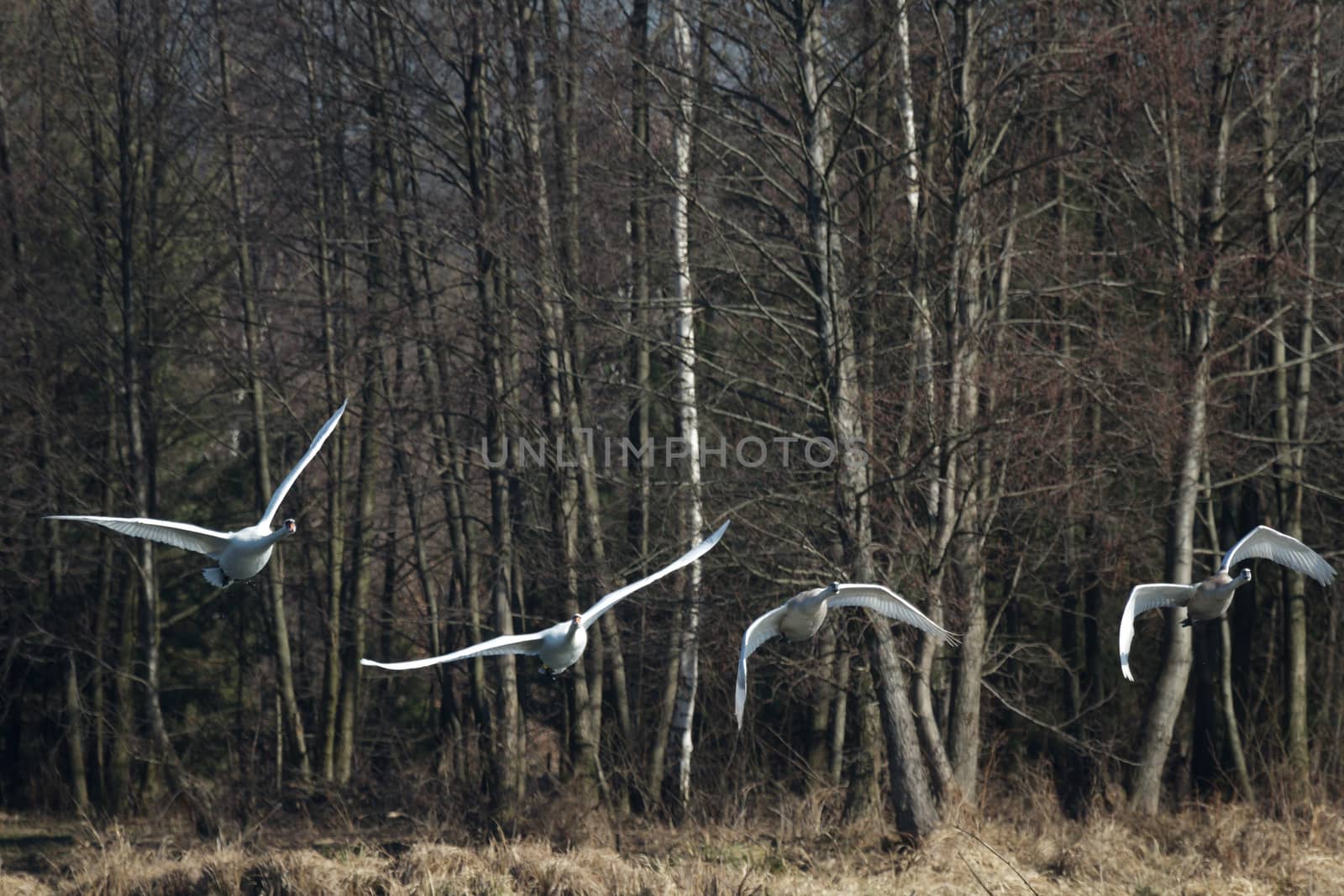 swan on blue lake water in sunny day, swans on pond, nature series