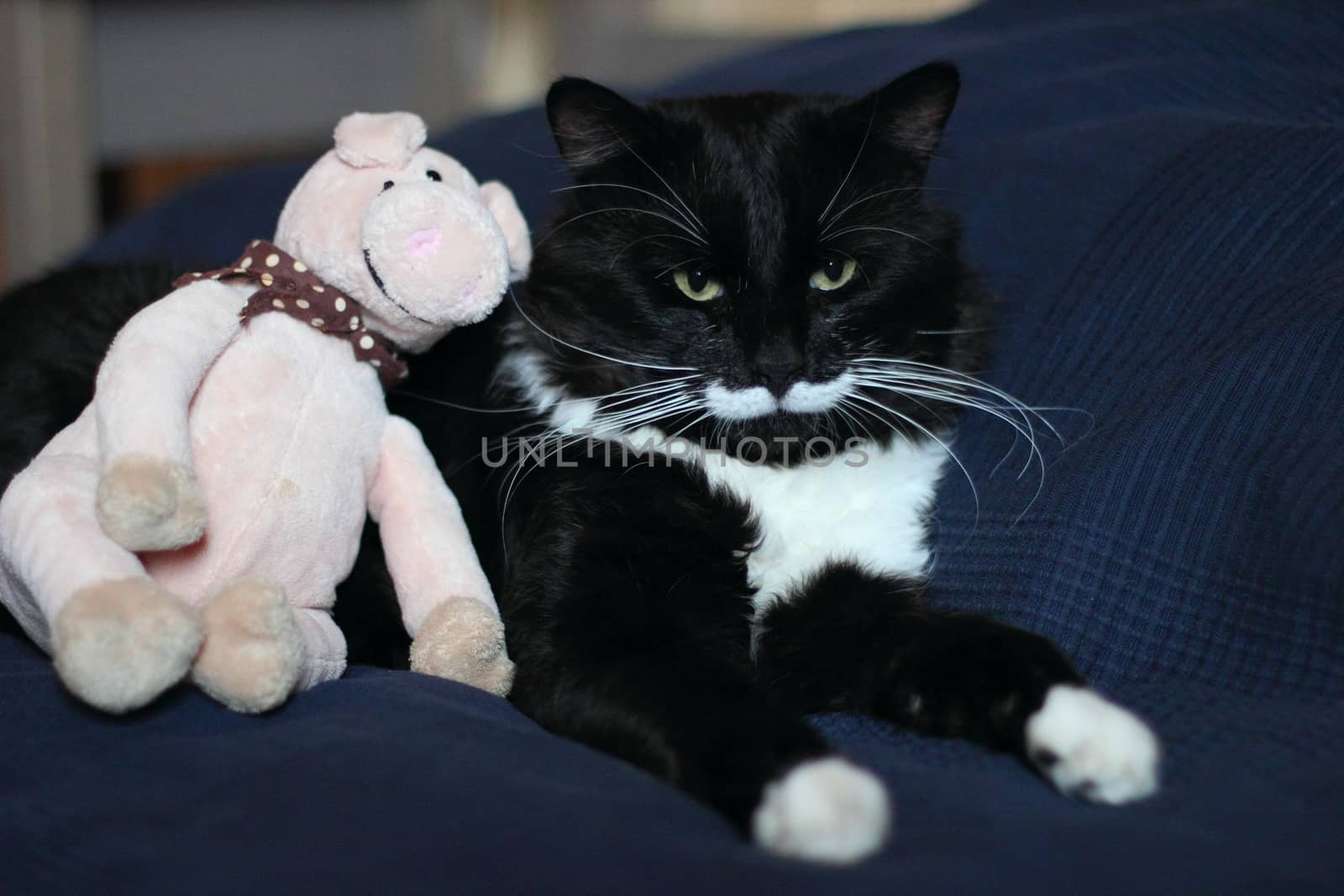 black and white cat with plush mustache by Metanna