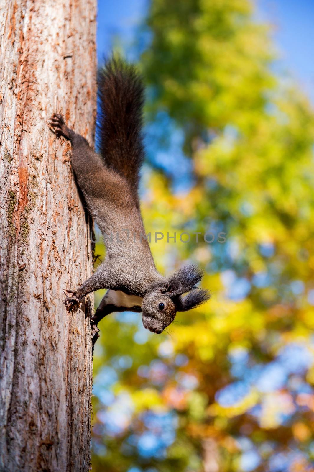 Squirrel by gutarphotoghaphy