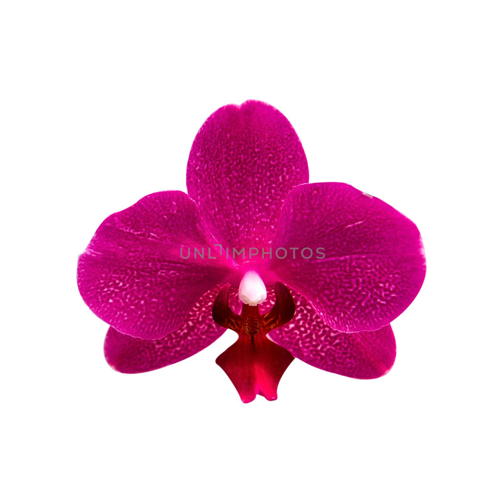 Orchid isolated on background.