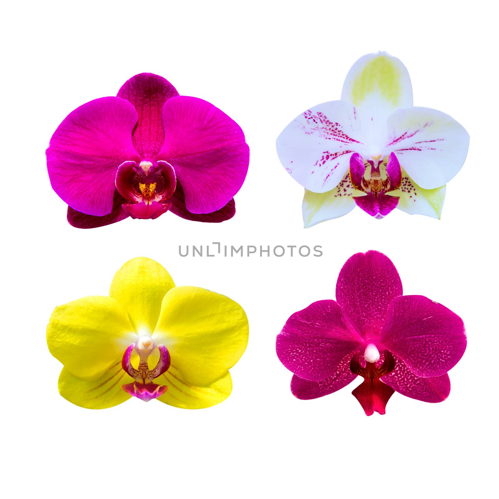 Orchid isolated on background.Orchid set. by gutarphotoghaphy