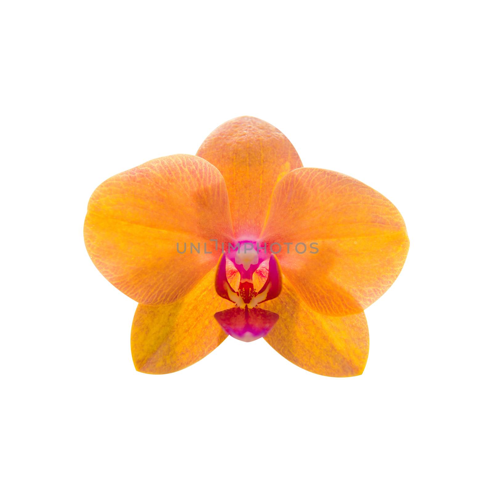 Orchid isolated on background. by gutarphotoghaphy