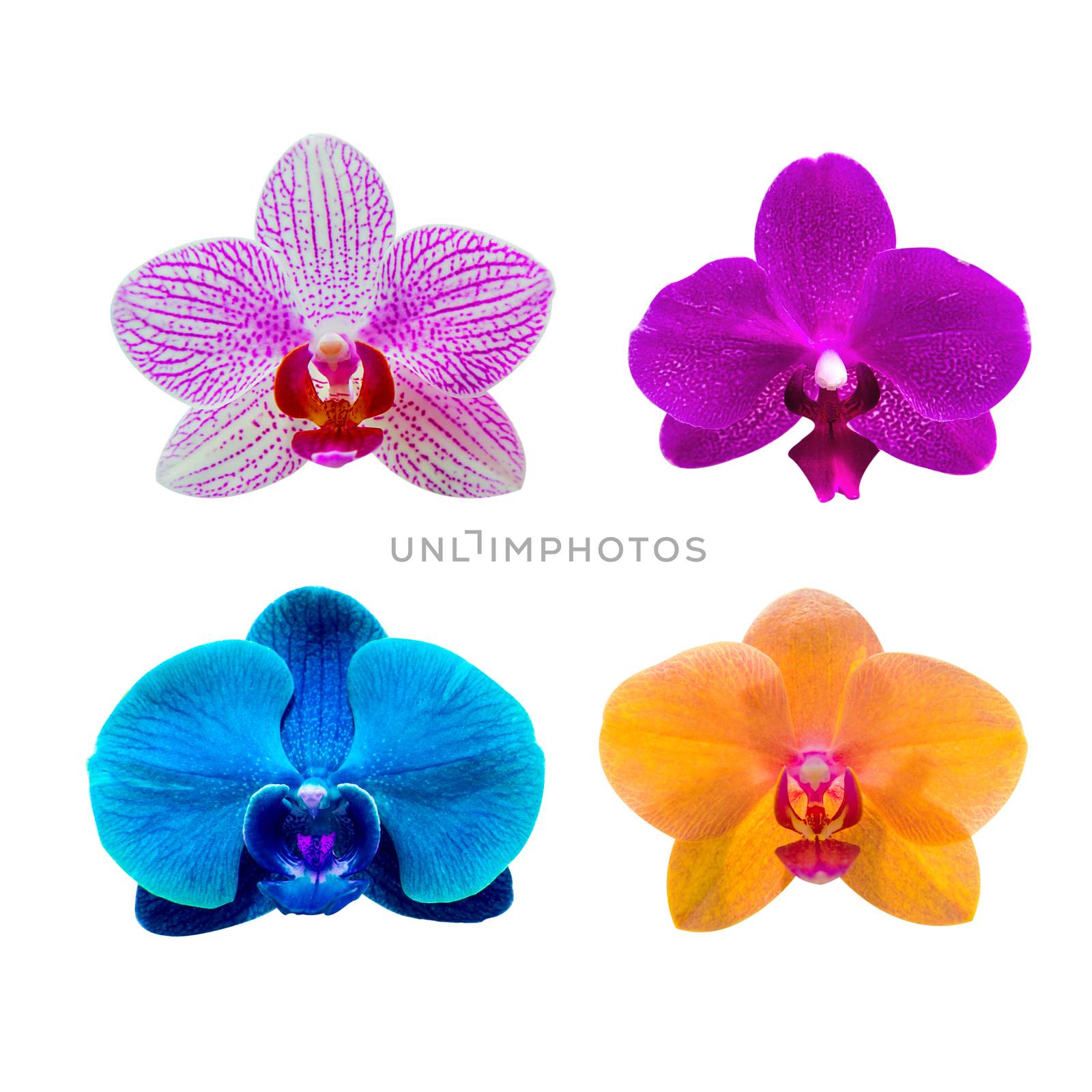 Orchid isolated on background.Orchid set.Spa flower. by gutarphotoghaphy