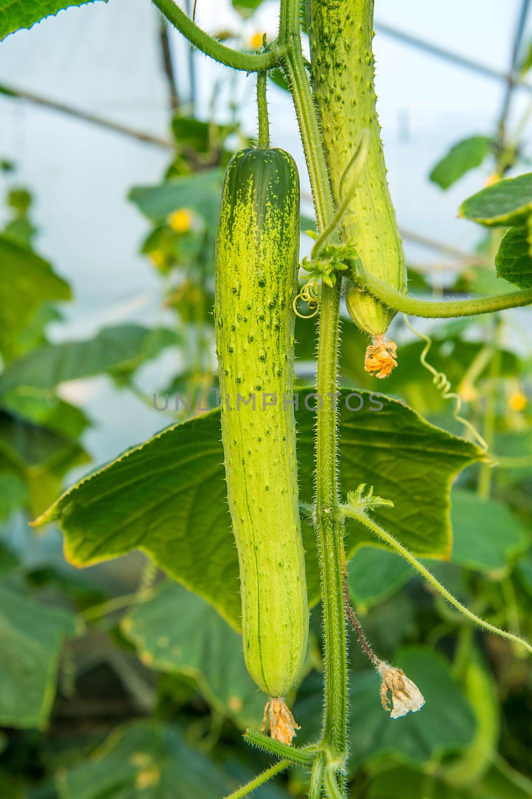 cucumbers in the garden by gutarphotoghaphy
