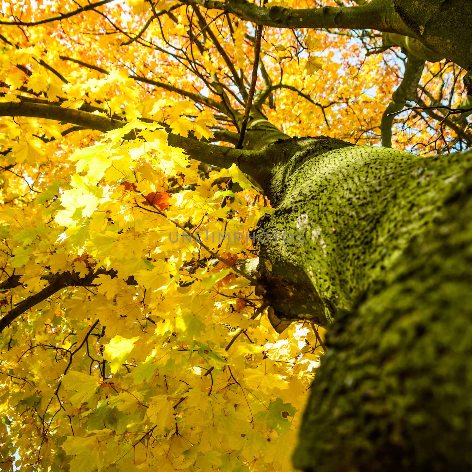 old big tree on color background with blue sky