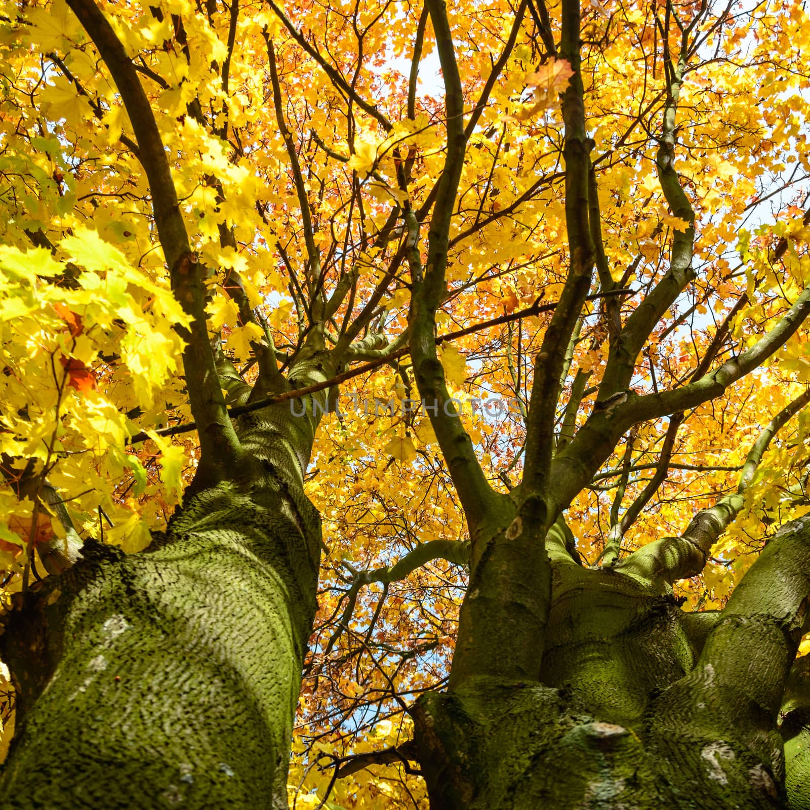 old big tree on color background with blue sky