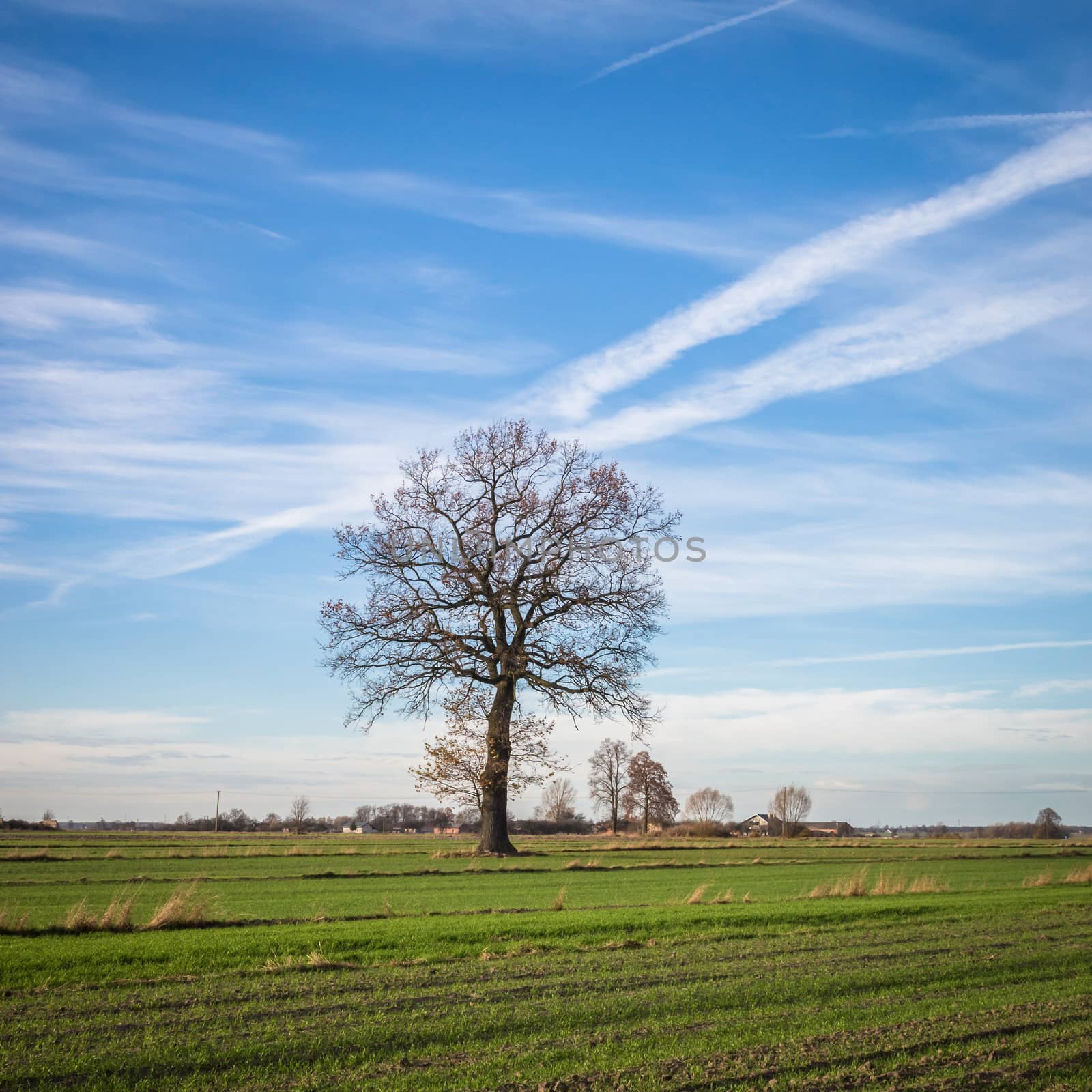 old big tree on color background with blue sky