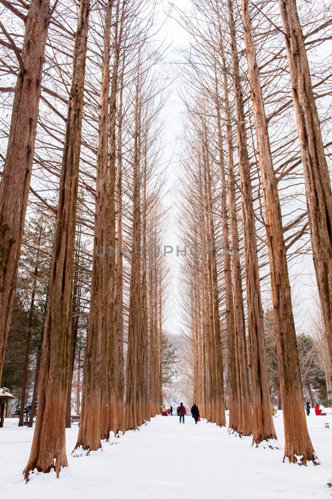 Tourists taking photos of the beautiful scenery around Nami Island by gutarphotoghaphy